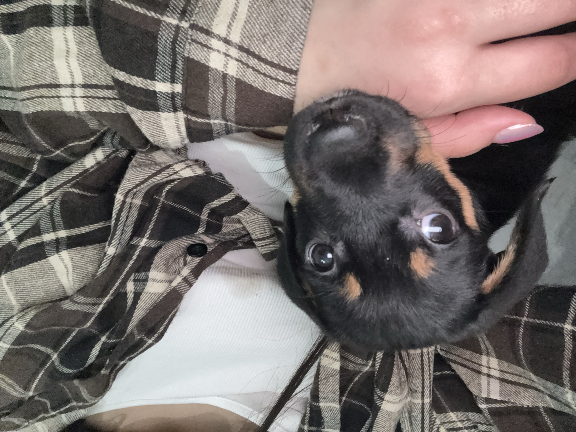 A close-up, portrait-oriented image captures a small, black and tan puppy nestled intimately with a person, likely its owner, in what appears to be an indoor setting in Birobidzhan, Russia. The puppy's head dominates the upper center of the frame, tilted slightly, with its wide, dark eyes looking directly at the viewer. Its fur is predominantly black, highlighted by tan markings above its eyes and on its muzzle, and it has a small, dark, wet nose.
The person's hand, with a manicured fingernail displaying a light pink hue, is visible near the puppy's head, suggesting a gentle touch or support. The person is wearing a casual plaid shirt, featuring a pattern of brown, black, and white checks, layered over a plain white undershirt. The fabric of the shirt creates a textured background, contrasting with the soft fur of the puppy.
The scene conveys a moment of affection and connection between the puppy and its owner. The puppy's gaze appears curious and innocent, contributing to a warm and engaging mood. No specific time of day or weather conditions are discernible, and there is no visible text in the image.