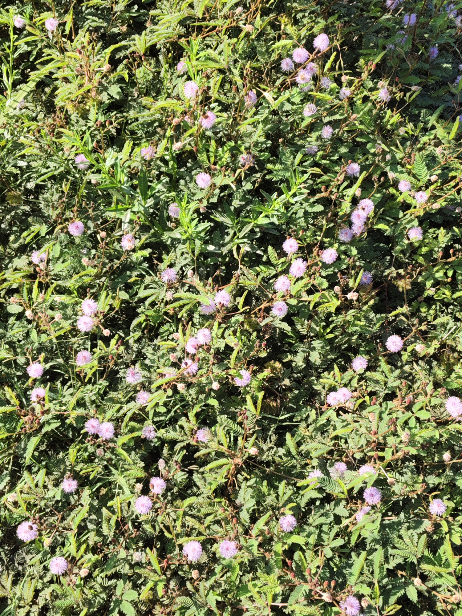 The image shows a dense thicket of Mimosa pudica plants, also known as the sensitive plant or shame plant, in Bangsalsari, Indonesia. The plants are characterized by their feathery leaves that fold inward when touched and their small, puffy, pinkish-purple flowers. The scene is a natural environment, likely a garden or a wild patch of land, with the plants growing close together, creating a lush green carpet punctuated by the delicate blooms. There are no people or man-made objects visible in the image. The lighting suggests it is daytime, with sunlight filtering through the foliage.