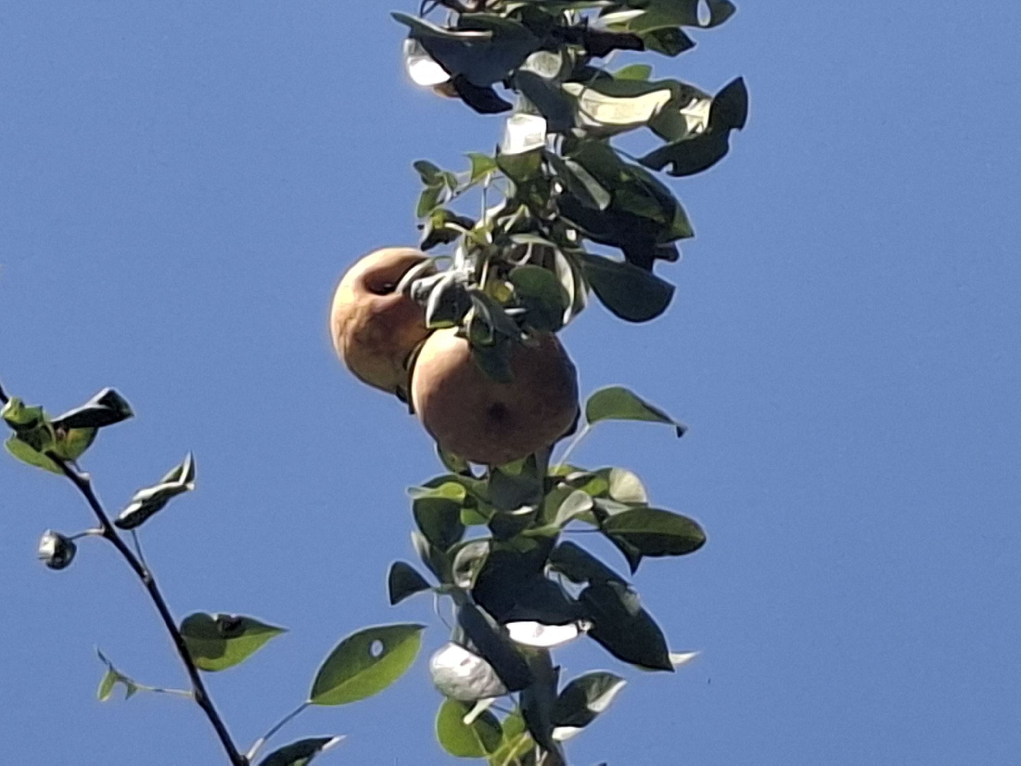 The image shows a close-up view of a branch of a pear tree with several pears and green leaves against a clear blue sky. The pears are light brown and round, and they appear to be ripe. The leaves are a vibrant green, with some appearing slightly wilted. The branch is dark brown and thin, and it is covered with small green leaves and some white, possibly flower remnants. The image is shot from a low angle, looking up at the tree. The background is a solid, uninterrupted expanse of blue sky, suggesting the photo was taken outdoors on a sunny day. There are no people or other significant objects visible in the scene. This image does not contain any information that can be used to determine its location in the city of Almaty, Kazakhstan.