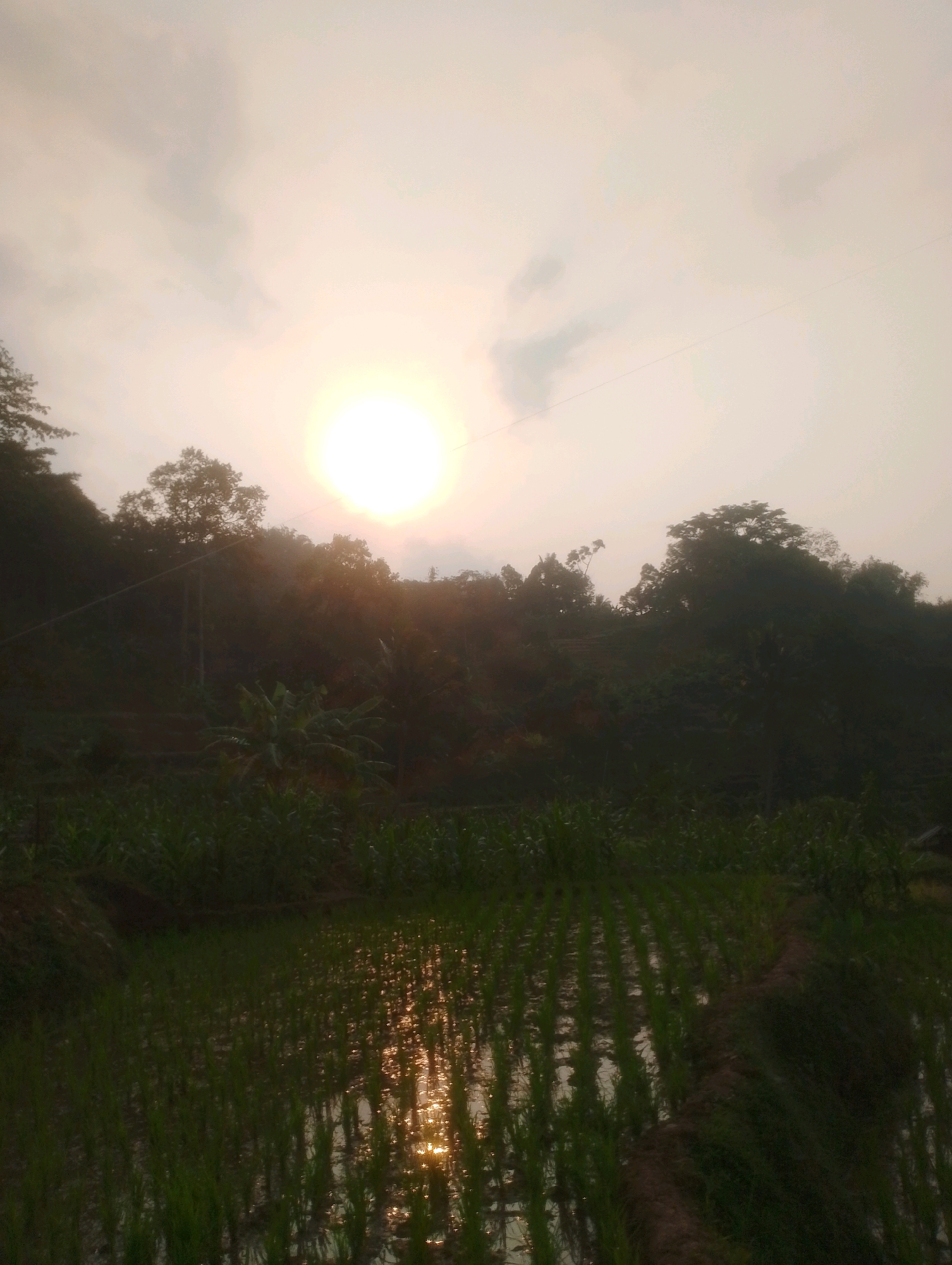 This is a vertical, low-angle shot of a rural landscape at sunset. The sun is a bright, glowing orb in the hazy sky, casting a warm light over the scene. In the foreground, there are rows of young rice plants in a flooded paddy field, reflecting the sunlight. Beyond the paddy, a densely vegetated hillside rises, covered with trees and other foliage. The overall impression is one of natural beauty and tranquility. The location is the city of Kalapadua, Indonesia.