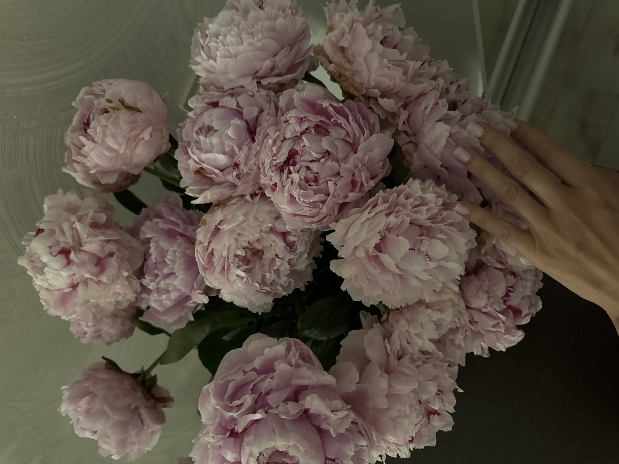 A bouquet of pale pink peonies is arranged in a vase, which is not visible in its entirety. The peonies are lush and full, with delicate, ruffled petals. Some of the flowers show slight browning on their edges. In the lower right quadrant of the image, a person's hand with light pink nail polish is gently touching one of the peonies. The background is a muted, textured gray wall. The scene appears to be indoors, likely in a residential setting, and the lighting suggests it could be artificial or natural light from a window. There is no indication of the city of Sochi, Russia in the image.