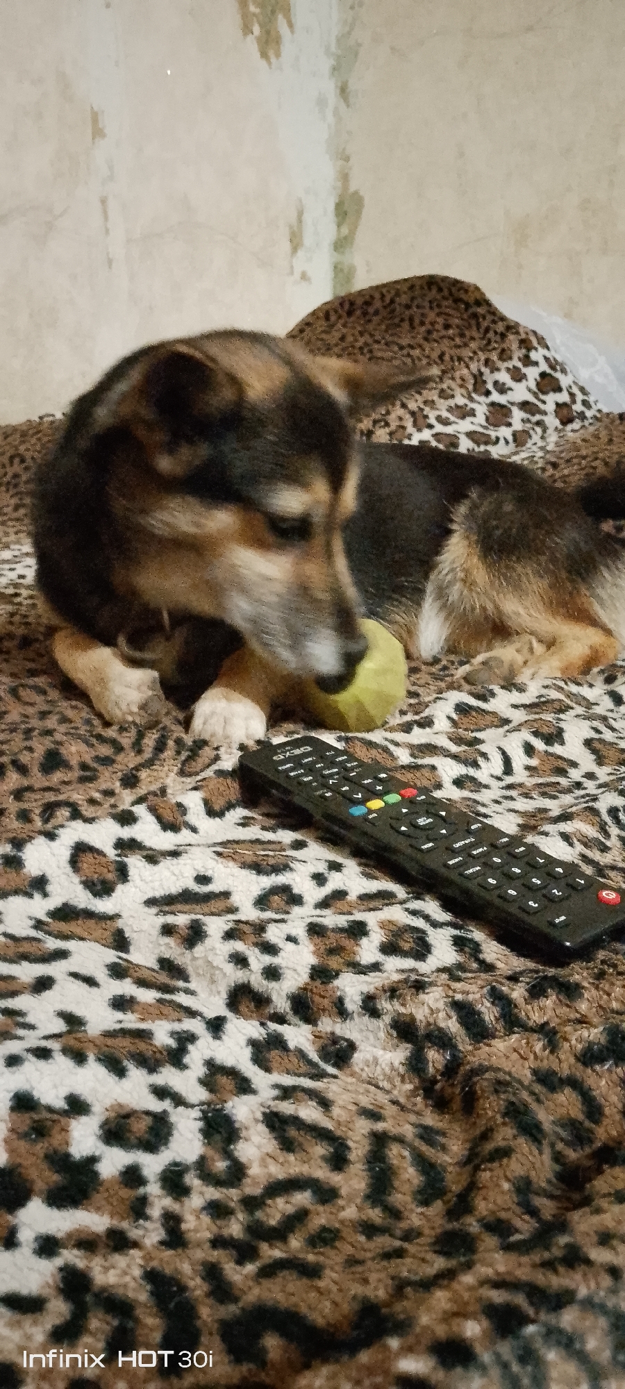A dog is lying on a leopard-print blanket with a remote control and a yellow ball. The dog is a mixed breed with black, brown, and tan fur. Its head is down, and it appears to be chewing on the ball. The remote control is black with colorful buttons and is positioned to the right of the dog. The blanket is soft and furry, with a repeating leopard spot pattern. The background is out of focus but appears to be a wall with peeling paint. The scene suggests a domestic setting, possibly a living room or bedroom. The image was taken in Kedrovy, Russia.
