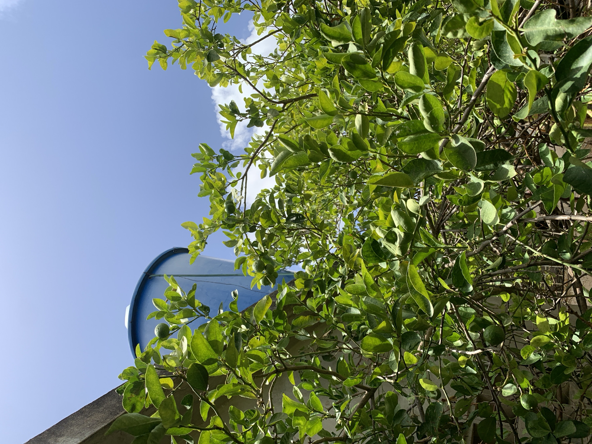 The image depicts a close-up view of a leafy green tree with branches that are densely packed with leaves. The tree has a few small, round green fruits, suggesting it might be a citrus tree like a lime or lemon tree. The leaves are vibrant green, and some are catching the sunlight, creating highlights and shadows.
In the background, a bright blue cylindrical object, possibly a water tank, is partially visible. It sits on top of a concrete structure or building, which is also partially visible. The blue object has a slightly metallic sheen. The sky behind the tree is a clear, light blue with a few wispy white clouds.
The lighting suggests it is daytime, likely morning or afternoon, given the clear sky and the direction of the sunlight. The overall impression is one of a bright, sunny day. The image captures a natural setting juxtaposed with man-made structures. The scene appears to be outdoors, given the natural elements of the tree and sky. There is no visible text in the image. The location context provided is Santa Ana, Venezuela.