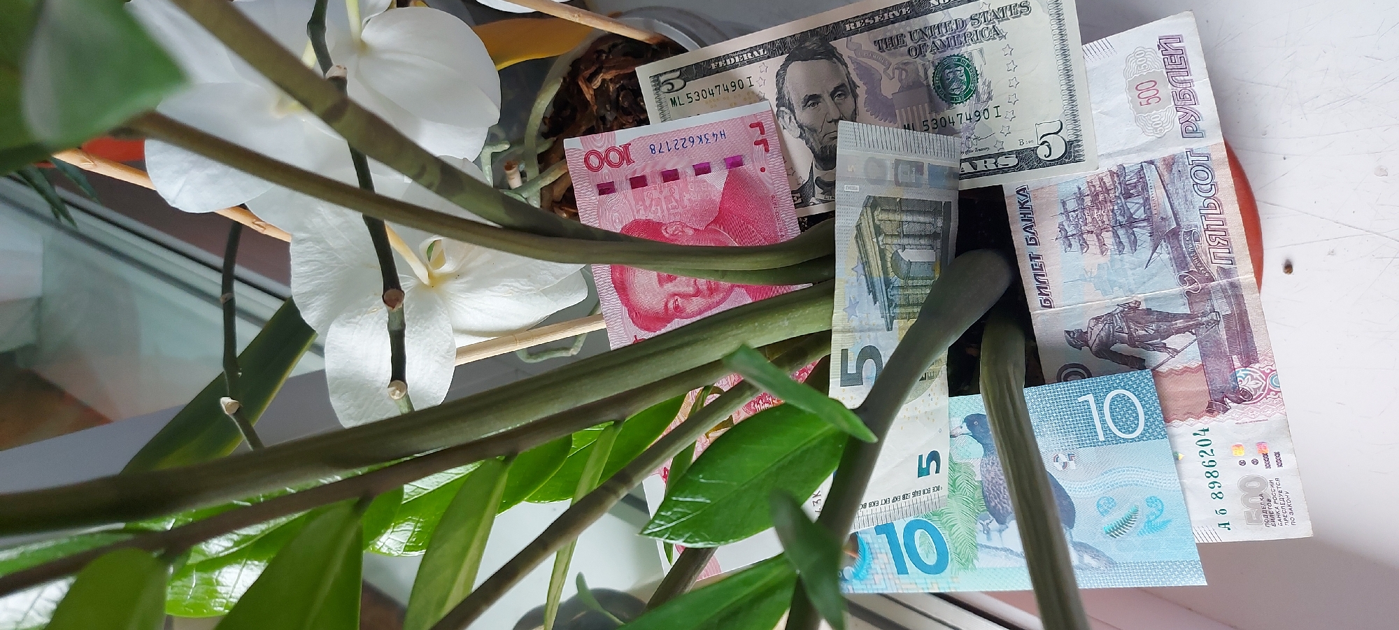 The image shows a close-up view of several banknotes of different currencies tucked into the soil and around the base of a potted plant. The plant has green leaves and stems, and white orchid flowers are visible in the background. The banknotes appear to be from China (a 100 Yuan note featuring Mao Zedong), the United States (a 5 Dollar bill featuring Abraham Lincoln), Europe (a 5 Euro note featuring architectural elements), and Russia (a 500 Ruble note featuring a ship and a soldier). The denominations and designs of the currency are partially visible. The scene is indoors, with a bright, reflective surface suggesting a window or tabletop in the foreground. There is no indication of the city of Chita, Russia, in the image.
