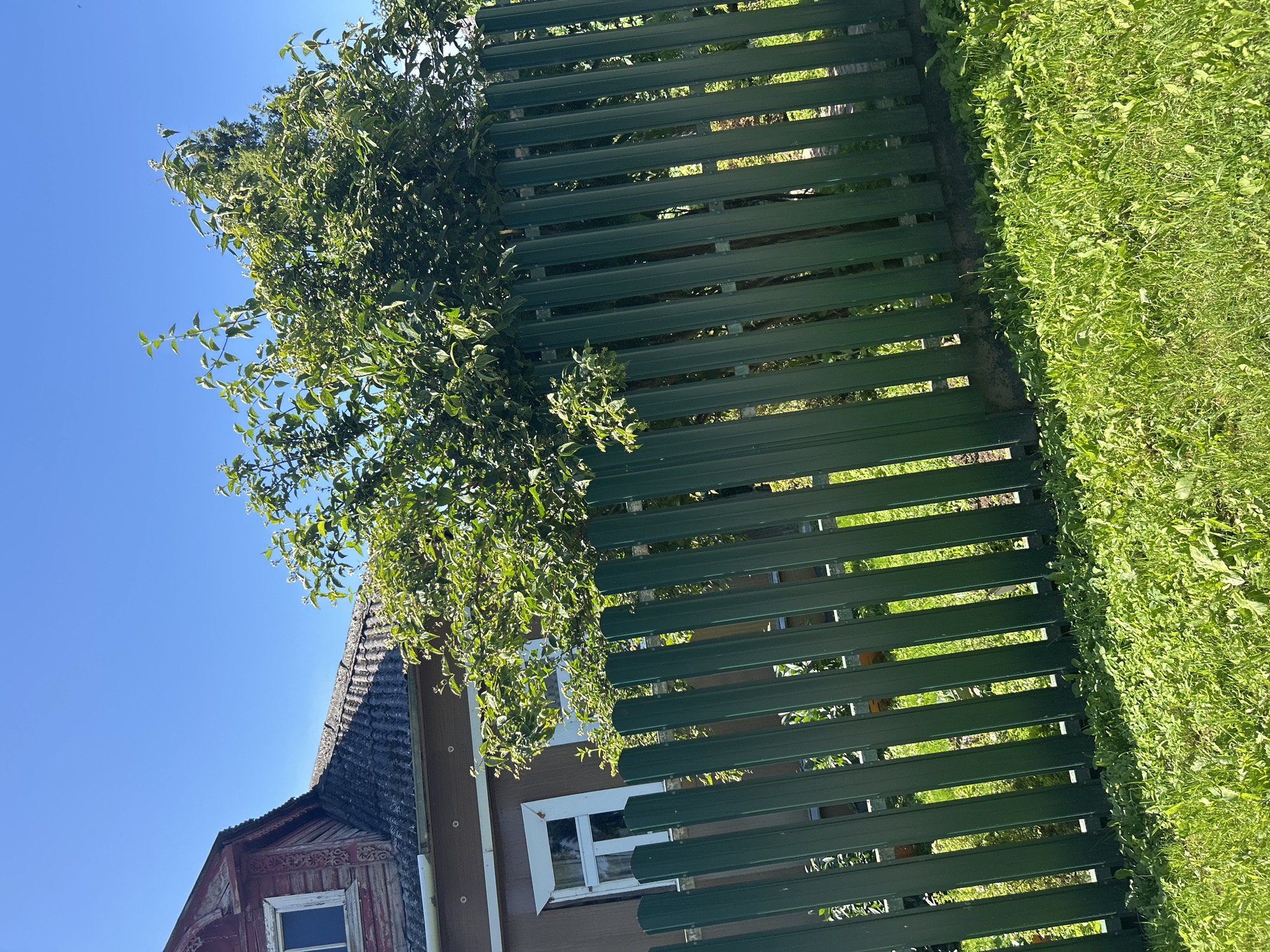 A low-angle, full outdoor shot captures a sunny day in Kalitsino, Russia, showcasing a residential scene. A dark green metal picket fence runs diagonally across the lower half of the frame, with its lower edge resting on a concrete base. Beyond the fence, lush green grass covers the foreground, dotted with small weeds. Behind the fence, a traditional Russian wooden house with a dark, textured roof is visible. The house has two windows; one in the upper left corner with decorative trim and a visible white frame, and another more prominent window in the middle left with a white frame and a reflection of green foliage. A large, leafy green tree grows in front of the house, its branches extending over the fence. The upper portion of the image is dominated by a clear, bright blue sky.