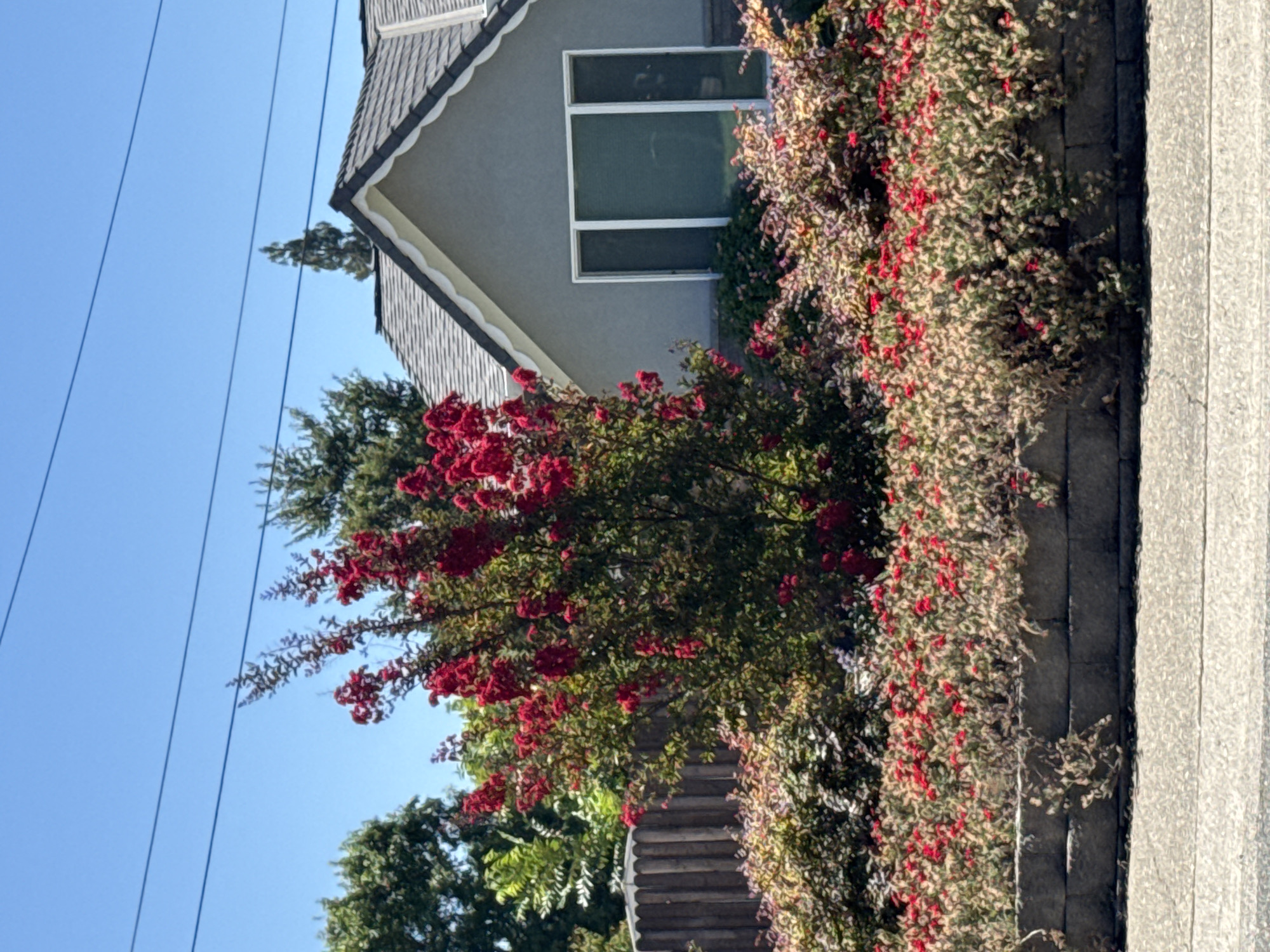 This image depicts a residential house with a well-maintained garden on a sunny day. The house, located in Citrus Heights, California, features a gray stucco exterior, a dark shingled roof, and a large, multi-paned window. In the foreground, a vibrant garden bed is filled with an abundance of red flowers and lush green foliage, bordered by a textured concrete wall. To the left, a wooden fence and mature trees create a natural backdrop. Power lines are visible against the clear blue sky. No people are present in the scene.