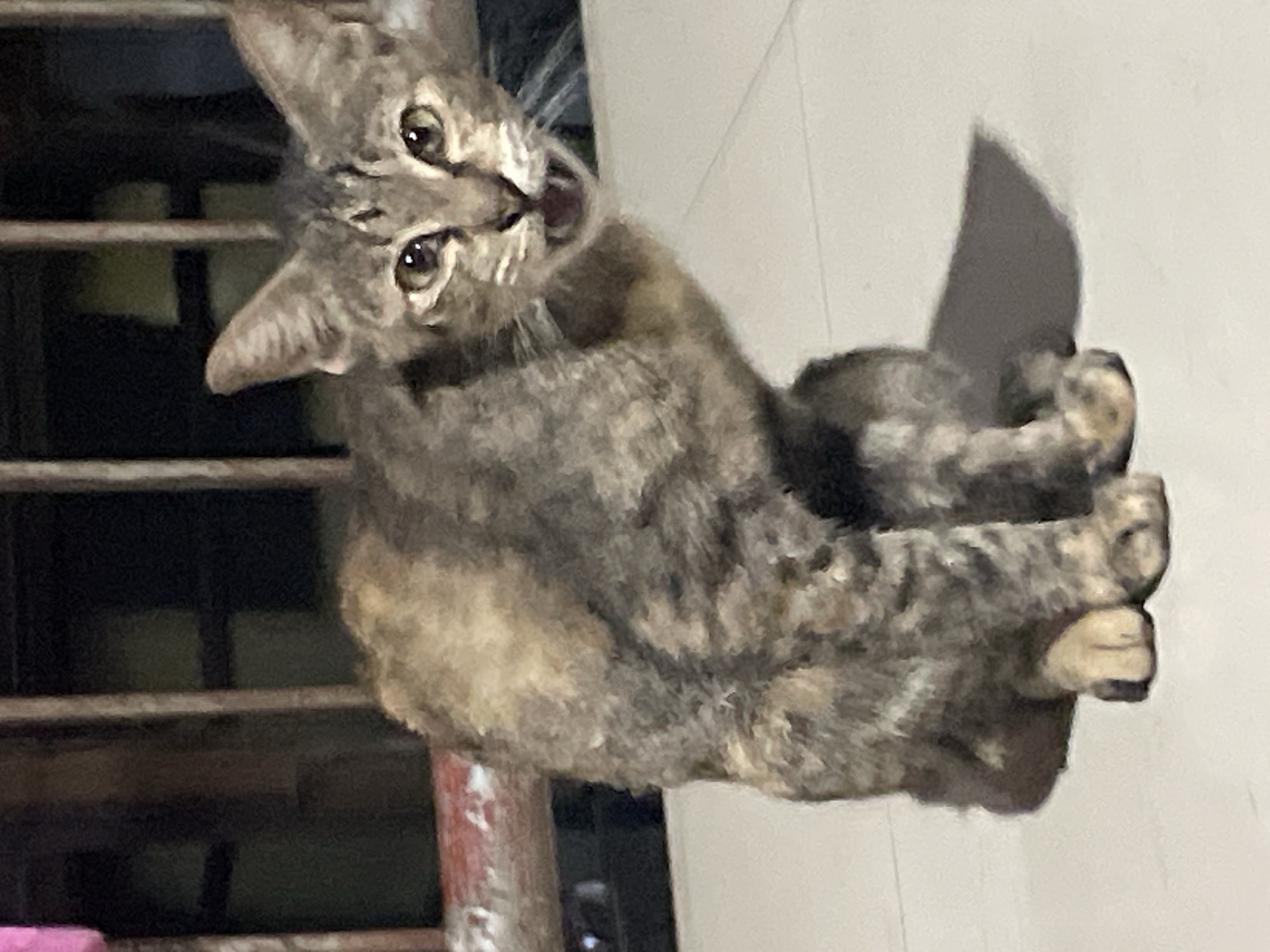 A thin, short-haired, tabby cat with a light brown and grey mottled coat is sitting on a light-colored tiled surface. The cat is facing the camera, with its mouth open as if meowing or hissing. Its eyes are wide and appear yellow. The background shows a dark, out-of-focus area with vertical bars, suggesting a cage or enclosure. A red-painted pipe or railing is visible on the left side of the image. The lighting appears to be artificial, casting a shadow of the cat on the floor. The scene suggests the cat is likely in an outdoor or semi-outdoor enclosure, possibly at a shelter or a temporary holding area, common in residential areas of Davao City, Philippines where stray animals are often found.