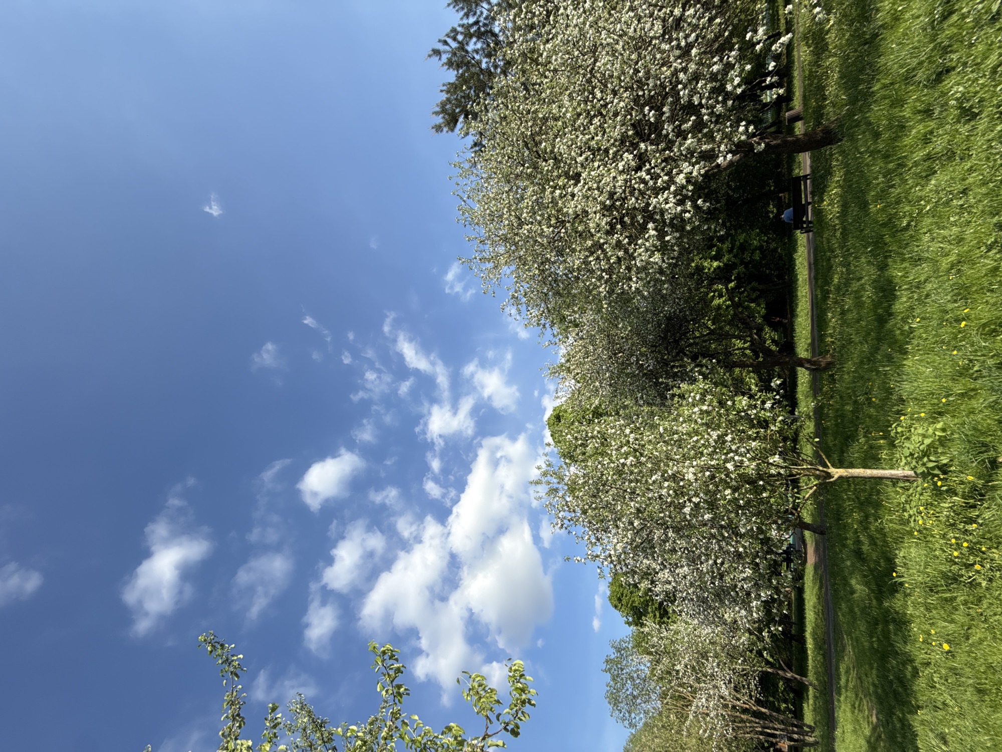 The image presents a view of a park on a sunny day. A row of flowering trees, possibly apple or cherry, lines the edge of a grassy area. In the distance, a person is sitting on a park bench. The sky is blue with scattered white clouds. The location is likely in Moscow, Russia.