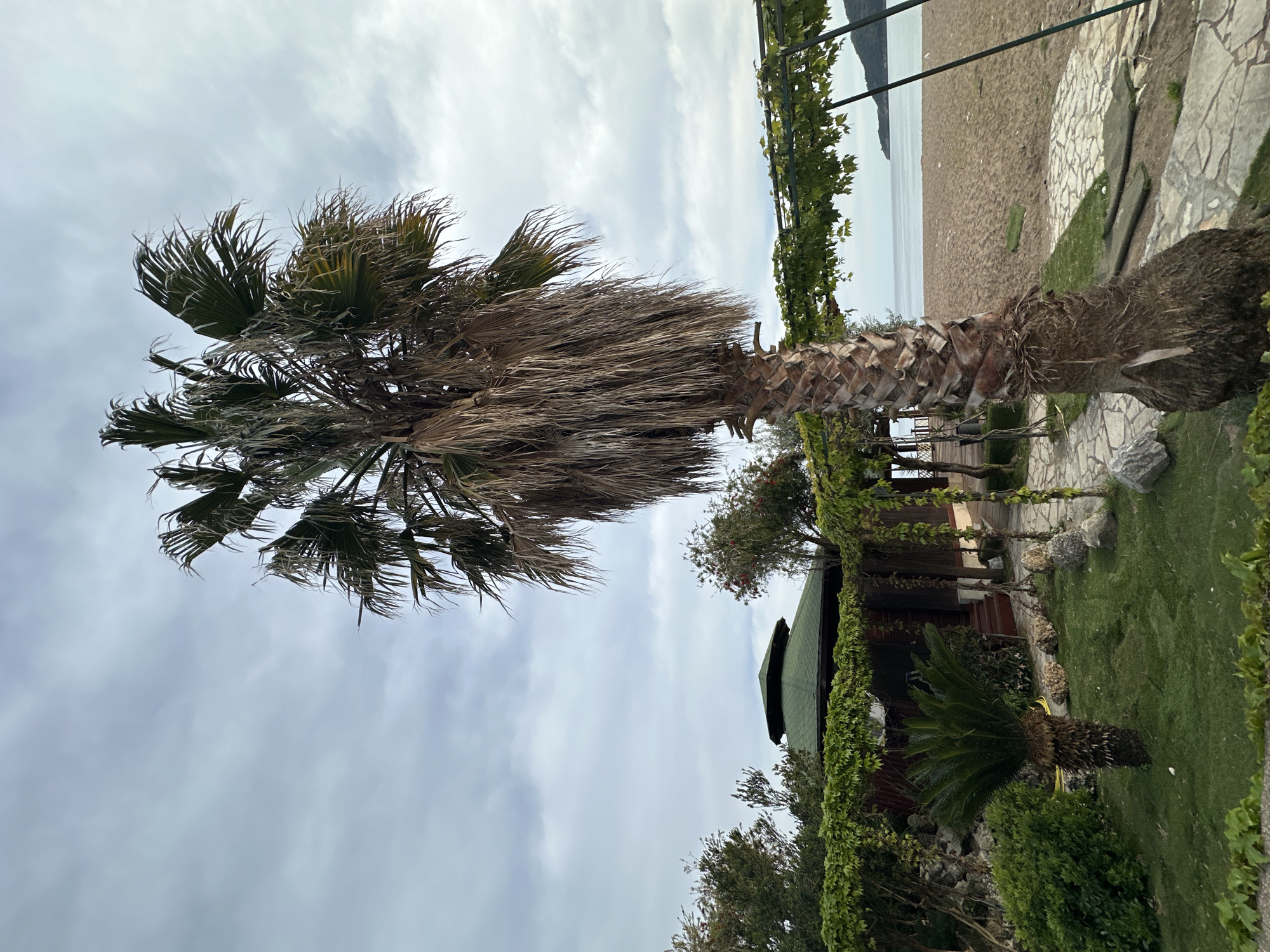 The image depicts a palm tree in Boreti, Montenegro, with a view towards a beach and the sea. The palm tree has a significant amount of dead fronds, suggesting a lack of maintenance or possible disease. Behind the palm tree is a small structure, possibly a house or building, with a green roof covered in vines. The foreground is filled with greenery, including grass, bushes, and trees. A path made of stones leads towards the beach, which is visible in the background along with the sea and distant land. The sky is overcast with clouds. The overall atmosphere suggests a coastal location with a blend of natural and man-made elements.