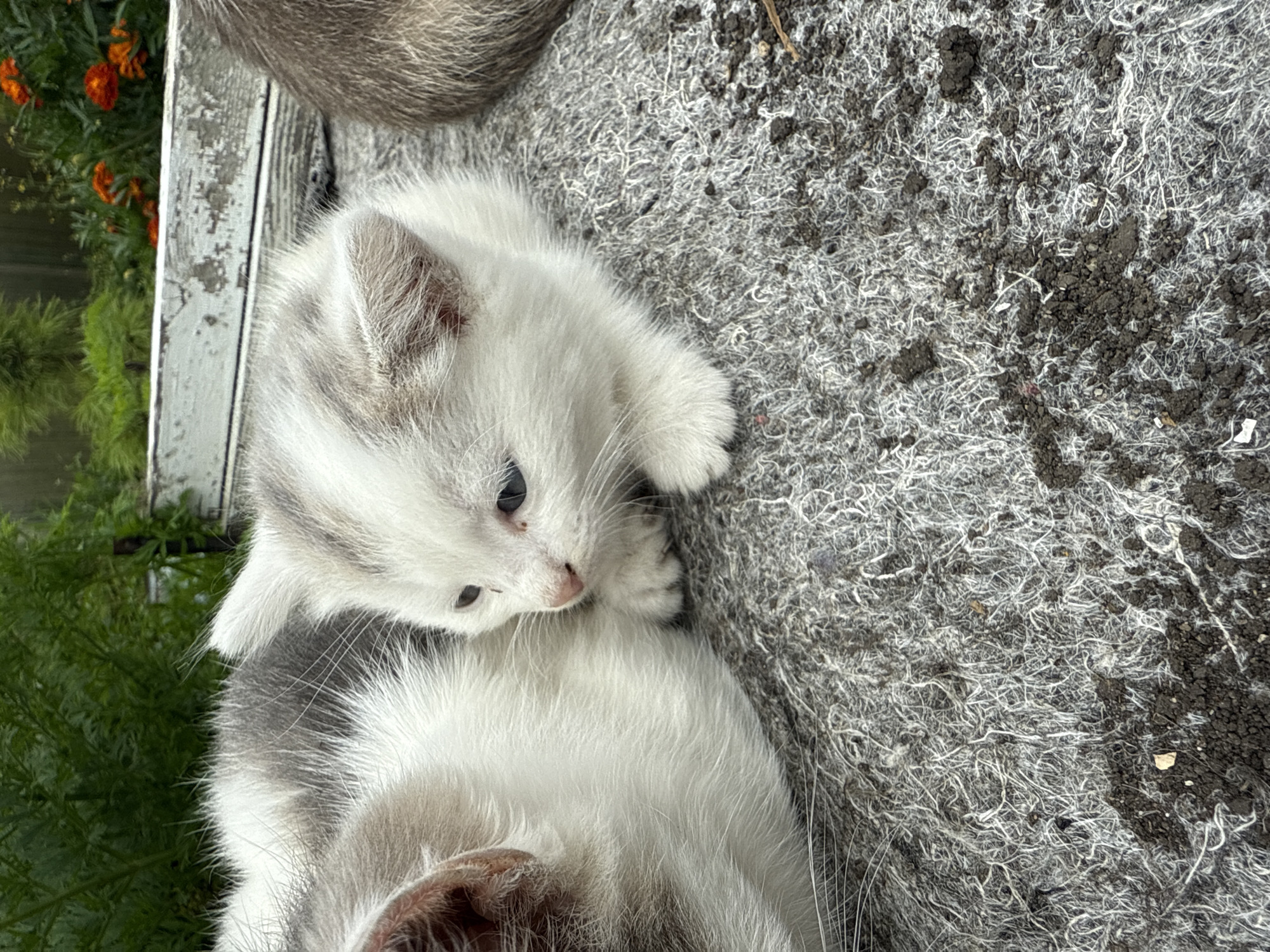 A close-up, eye-level, outdoor shot features two domestic cats resting on a textured, gray surface. To the left, a larger cat, primarily white with gray markings, is partially visible, its fur appearing dense and soft. To the right of the larger cat, a small, white kitten with delicate gray tabby markings is the central focus. The kitten's ears are perked, its blue eyes are open and alert, and its small paws are tucked underneath its body. The kitten's gaze is directed towards the left, slightly down. The background is softly blurred, showing green foliage and orange flowers, suggesting a garden setting. A weathered, white wooden structure is visible above the foliage. The surface the cats are resting on appears to be a coarse, felt-like material, possibly an outdoor rug or mat, with small clumps of dark soil scattered across it. The scene depicts a calm moment of rest for the animals in what appears to be a residential outdoor space. There is no indication of the specific location within Kamensk-Uralsky, Russia.