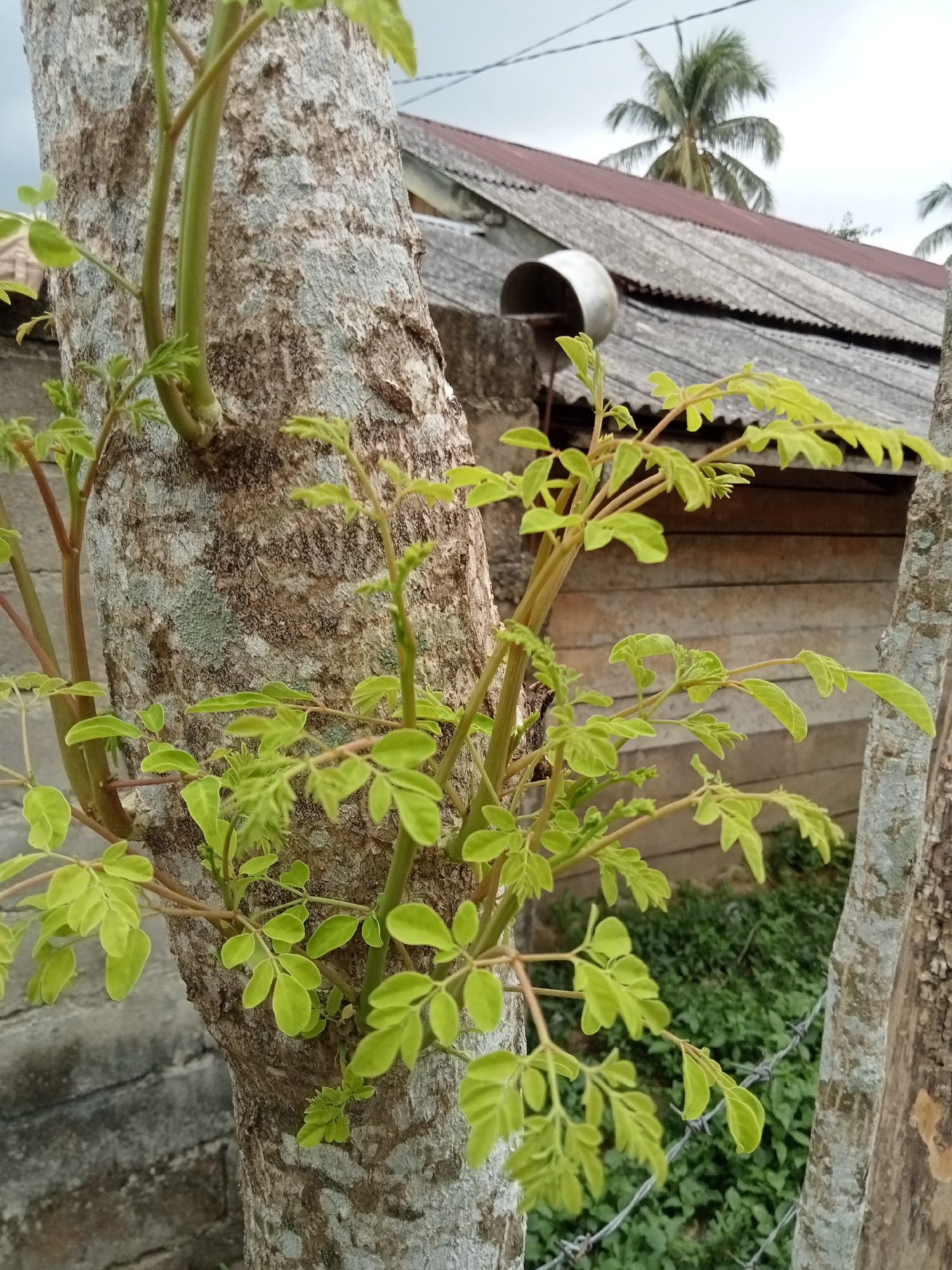 A close-up shot focuses on the trunk and new growth of a tree with light grey bark. Bright green leaves with a compound structure emerge from slender, light brown stems that are attached to the tree trunk at various points. The tree trunk occupies the left and center of the frame, while the foliage extends towards the right. In the background, a weathered, corrugated metal roof of a building is visible, with a metal flue protruding from it. Beyond the roof, palm trees are discernible against an overcast sky. The lower right portion of the image shows a secondary tree trunk, also with grey bark. A barbed wire fence runs horizontally across the lower mid-ground, separating the trees from a dense patch of green vegetation. The setting appears to be an outdoor environment, likely within a residential or rural area, given the presence of buildings and vegetation. The image is taken from a low angle, looking upwards towards the foliage and the sky. The image is not dated and does not contain any identifiable individuals or specific activities.