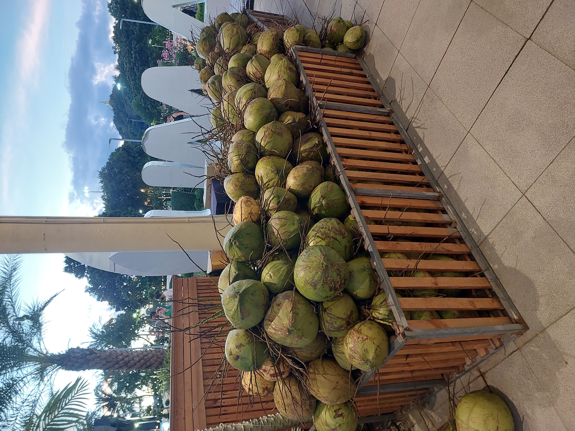 A pile of green coconuts is displayed in a wooden crate in Baan Chaweng, Thailand. The coconuts are of various sizes and have green husks with some brown markings. They are arranged in a tiered structure within the crate, which is made of light-colored wood and metal. Some coconut husks and dried fronds are visible among the coconuts.
In the background, there is a large, white, sculptural element that appears to be part of a building or installation. Behind this structure, lush green trees and a hillside are visible, with a clear blue sky dotted with white clouds above. A tall, slender tower or structure can be seen on the hillside.
The lighting suggests it is daytime, possibly late afternoon, given the long shadows cast by the crate and some surrounding elements. The scene appears to be outdoors, likely in a public space or market area. The overall atmosphere is bright and tropical. No people are clearly visible in the immediate vicinity of the coconuts. There is no visible text in the image.