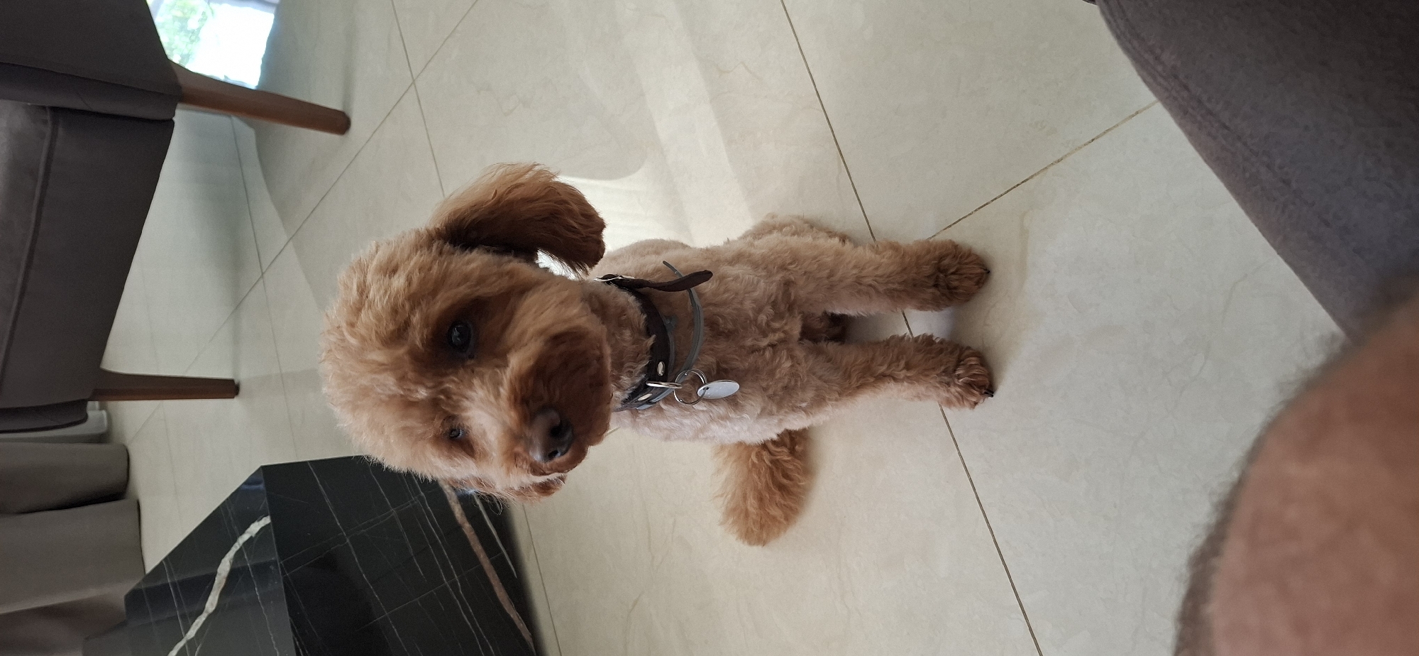 A brown toy poodle is sitting on a tiled floor in what appears to be an indoor setting, possibly a living room. The dog is facing slightly to the left, with its head tilted. It is wearing a dark collar with a metal tag. In the background, a black marble-topped coffee table is visible on the left, and the leg of a chair and a curtain are on the right. The floor tiles are cream-colored. There is no visible indication of the city of Pleven, Bulgaria.