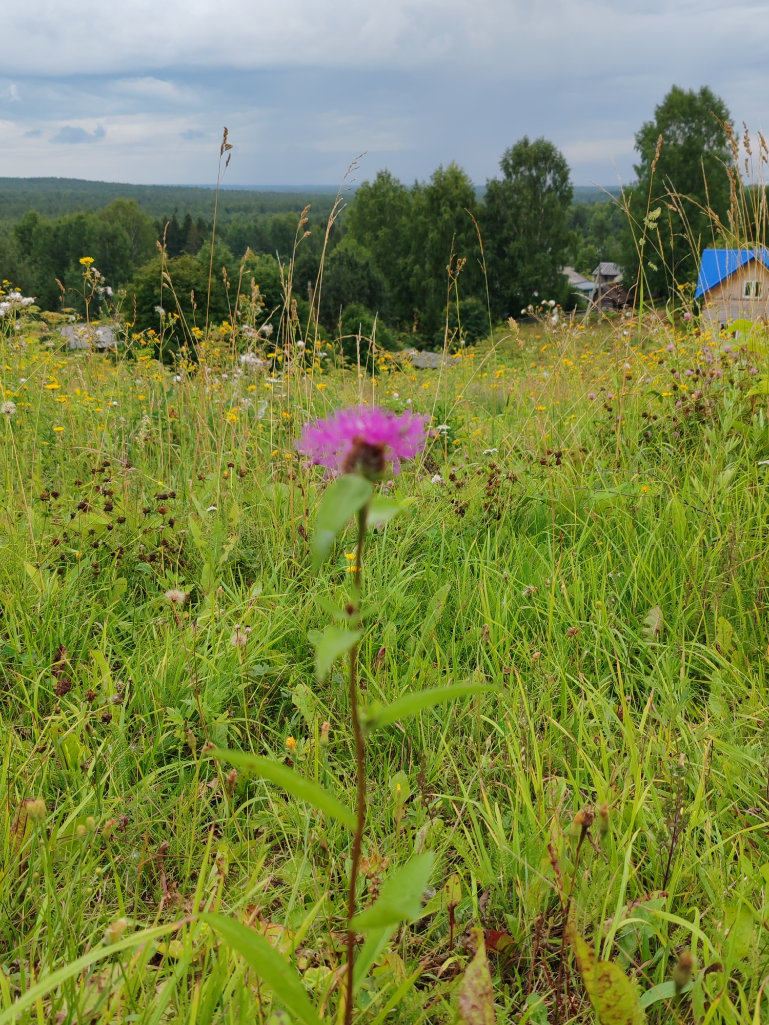 This is an eye-level, medium shot of a meadow with a single purple thistle flower in the foreground, slightly out of focus. The meadow is dense with tall green grass and dotted with small yellow and white wildflowers. In the background, a forest of green trees stretches across the horizon, meeting a cloudy, grey sky. A small wooden house with a blue roof is visible among the trees to the right of the frame, indicating a rural or village setting, likely in Чухлэм, Russia. The overall impression is a natural, somewhat wild landscape under an overcast sky.