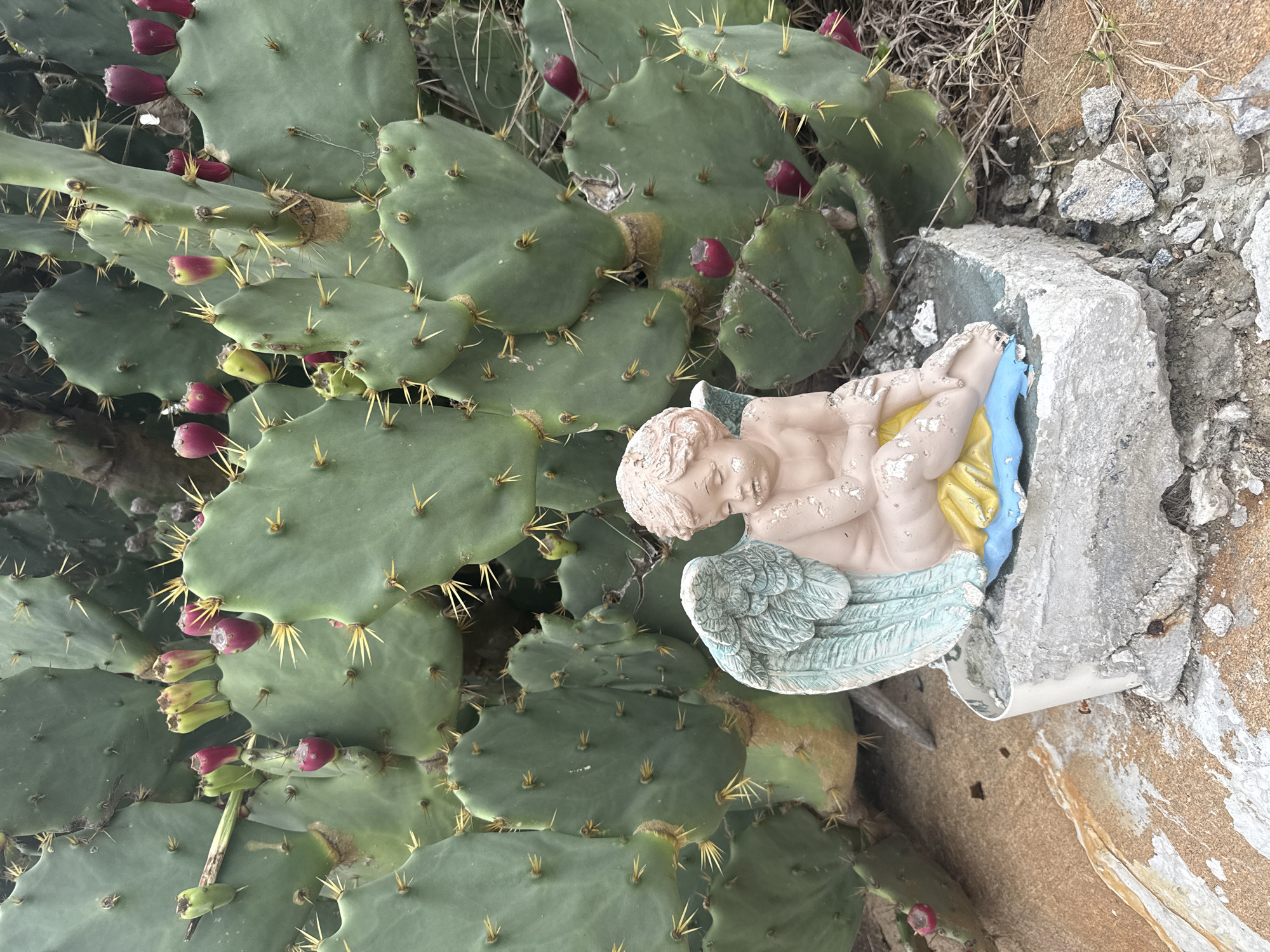 In São Pedro da Aldeia, Brazil, a weathered cherub statue with faded blue wings and rosy skin sits on a broken concrete block. It is positioned in front of a prickly pear cactus plant, which displays several small, red fruits and yellow spines. The ground around the statue is a mixture of sand and debris.