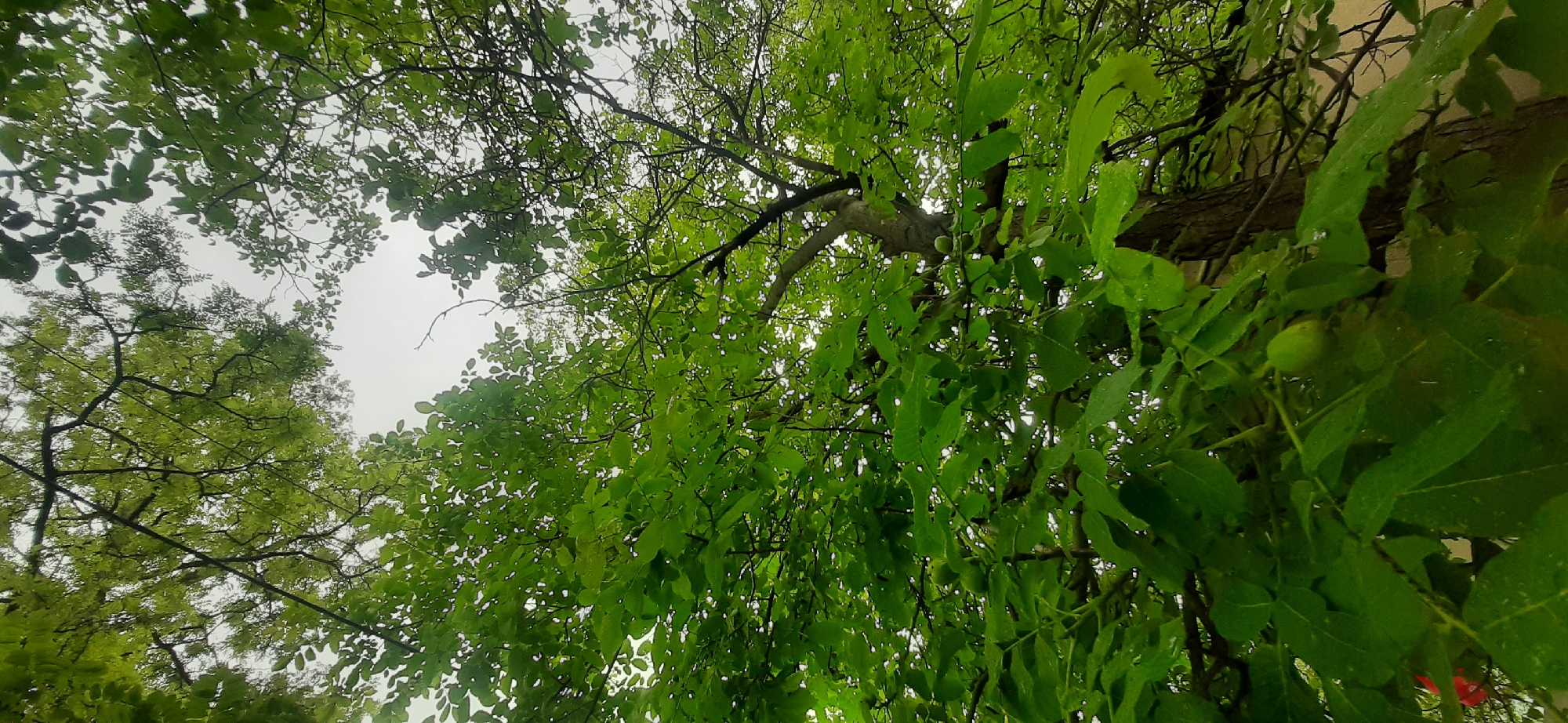 The image captures a low-angle view looking up through the dense, bright green foliage of a tree. The leaves are lush and appear slightly wet, suggesting recent rain. The branches are dark and intricate, creating a canopy against a muted, overcast sky. In the lower portion of the image, a couple of small, green, unripe nuts are visible hanging from a branch, indicating the presence of a fruit-bearing tree, possibly a walnut tree. The trunk of the tree is rough and textured. The background hints at a structure or building, partially obscured by the leaves, with a light-colored wall. The scene is set outdoors, with the natural environment dominating the frame. The location is Yessentukskaya, Russia.