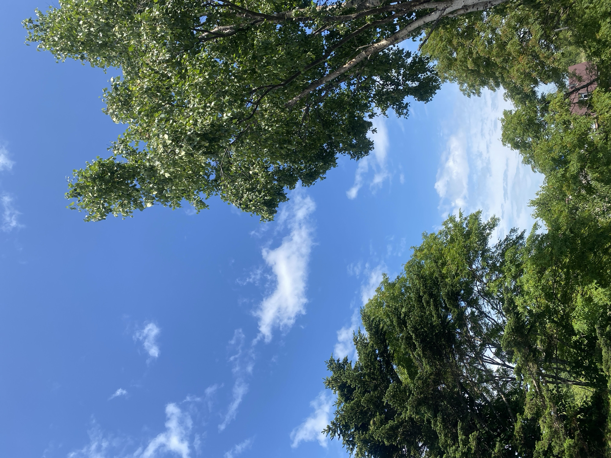 The image depicts a clear blue sky with scattered white clouds, seen from a low angle looking upwards. Dense green foliage from several trees frames the sky from the bottom and the sides. In the foreground on the left, the dark green needles of a coniferous tree are visible, while the right side is dominated by the lighter green leaves and pale bark of a deciduous tree, possibly a birch. The background shows hints of more trees and a rooftop, suggesting a semi-urban or rural environment. The overall impression is one of a bright, sunny day in a natural setting within or near the city of Tret'ya Pad', Russia. There are no people or animals visible in the image.