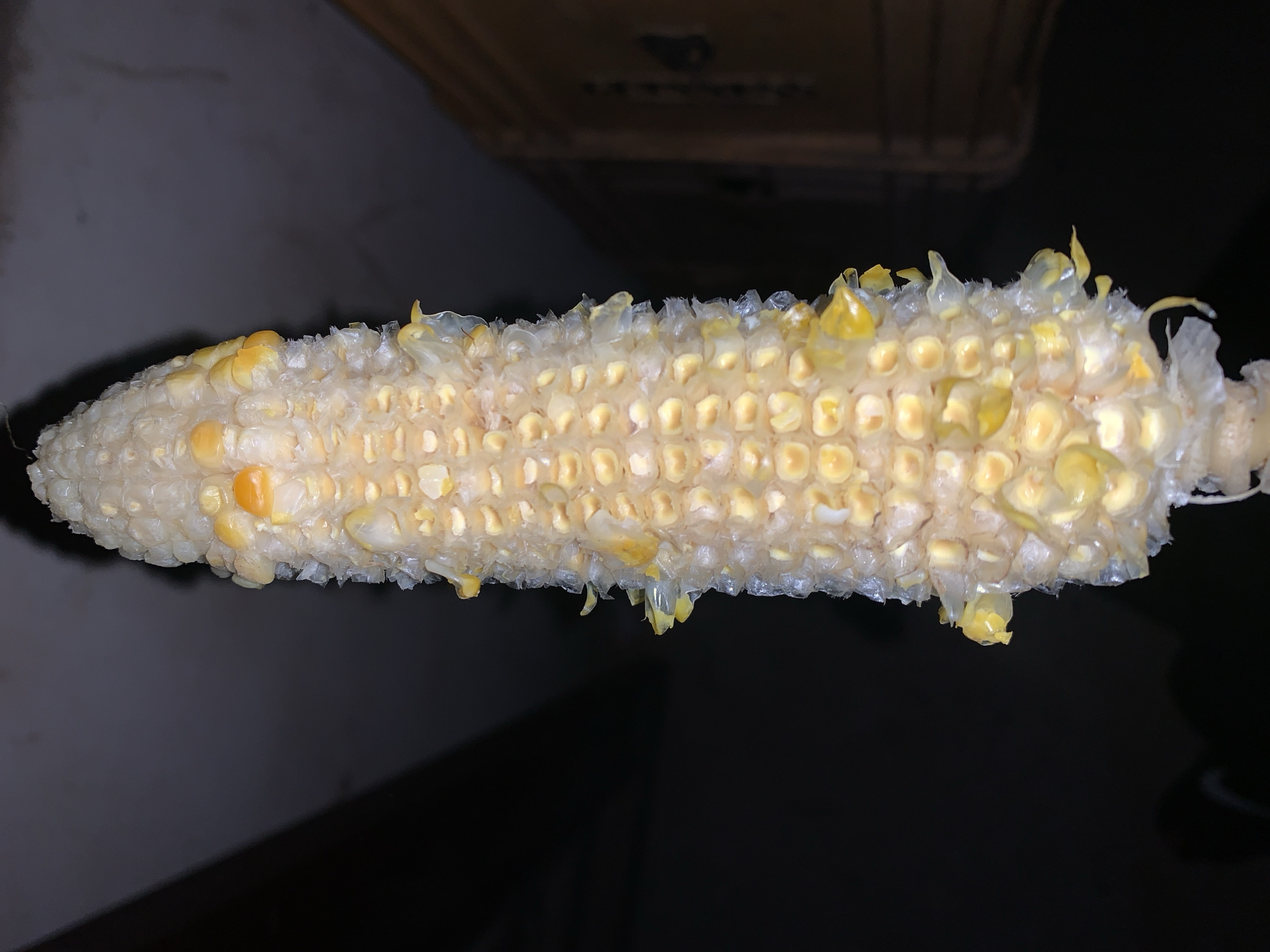 An ear of corn sits against a dark, blurry background. Many kernels have been removed, leaving a mostly bare cob with some scattered, chewed-looking kernels and remnants of the corn husk. The remaining kernels are yellow-white in color. The context of the image does not indicate the city of Kabong, Nigeria.