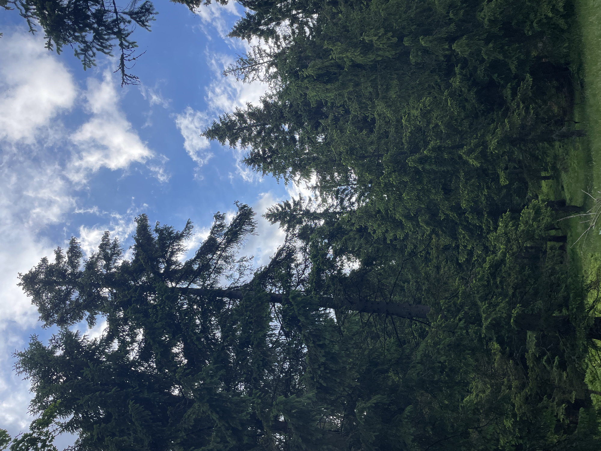 The image shows a dense forest of evergreen trees, primarily pine or spruce, in Szklarska Poręba, Poland. The perspective is looking up towards a blue sky with scattered white clouds. The trees are tall and fill most of the frame, with their dark green needles creating a thick canopy. The ground is covered in green grass and undergrowth, suggesting a natural, possibly mountainous, environment. There are no people or animals visible in the scene.