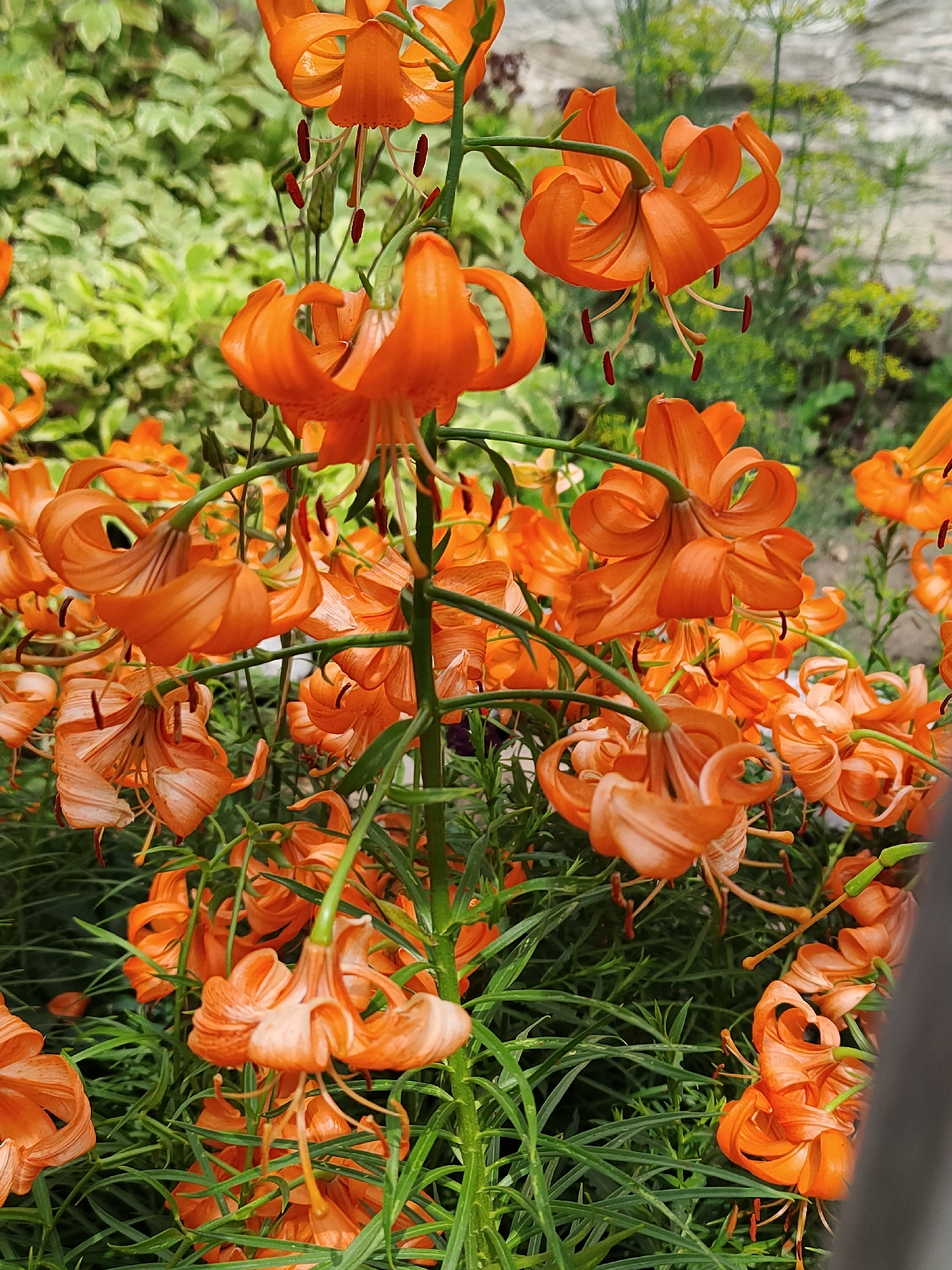The image displays a close-up view of numerous bright orange lily flowers with recurved petals and prominent stamens. The lilies are densely clustered on green stems, with some flowers facing upwards and others downwards. The background consists of out-of-focus greenery and a hint of a light-colored wall, suggesting an outdoor garden setting. The scene is devoid of any people or discernible actions. The location is identified as Jaña Būqtyrma, Kazakhstan.