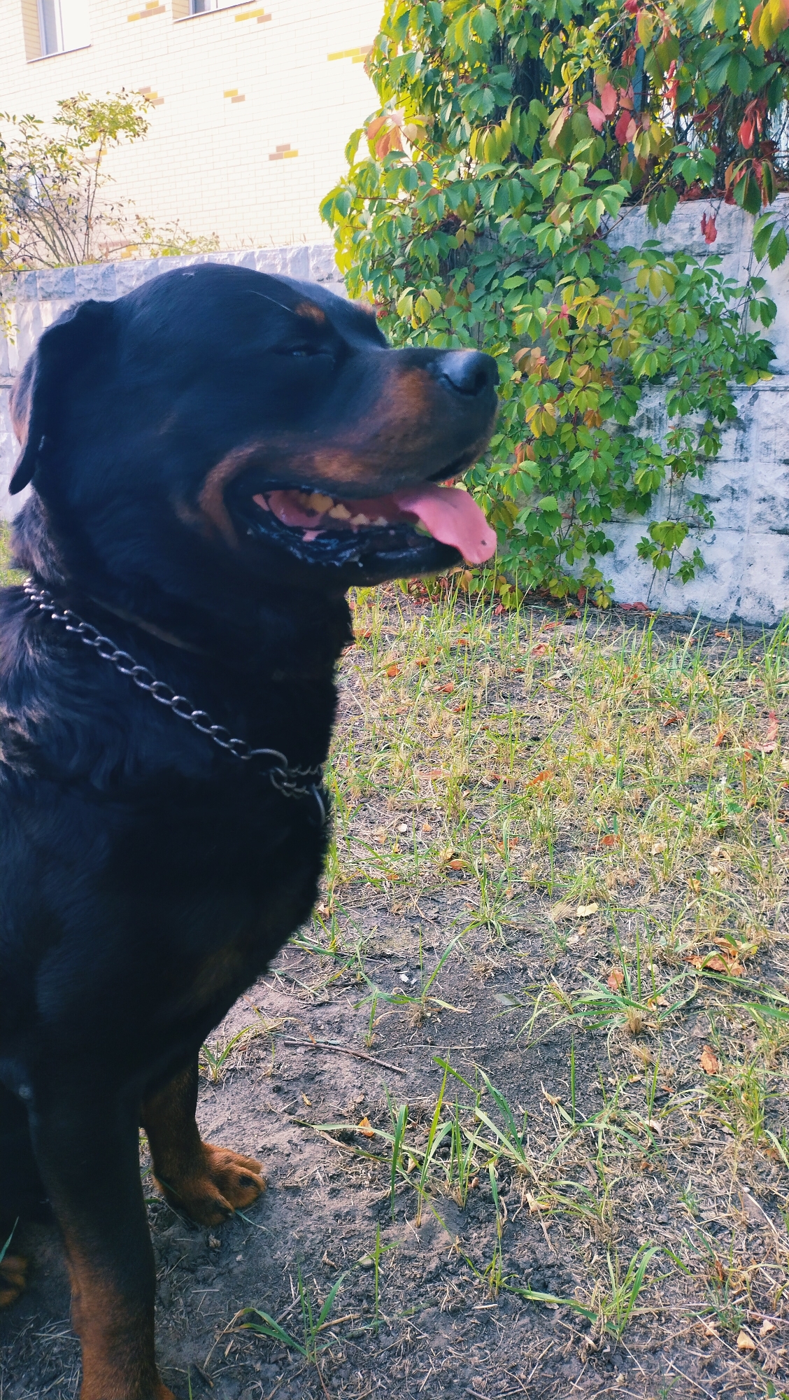A medium shot captures a Rottweiler dog sitting outdoors, with its head turned to the right and its mouth open, tongue lolling out. The dog is wearing a silver chain collar. Behind the dog, a stone wall is covered in green ivy with some leaves turning red, indicating an autumn setting. A portion of a light-colored building with horizontal brick details is visible in the upper left corner. The ground is a mix of soil and sparse, dry grass with a few fallen leaves. The scene appears to be located in a yard or outdoor area within the city of Horishni Plavni, Ukraine.