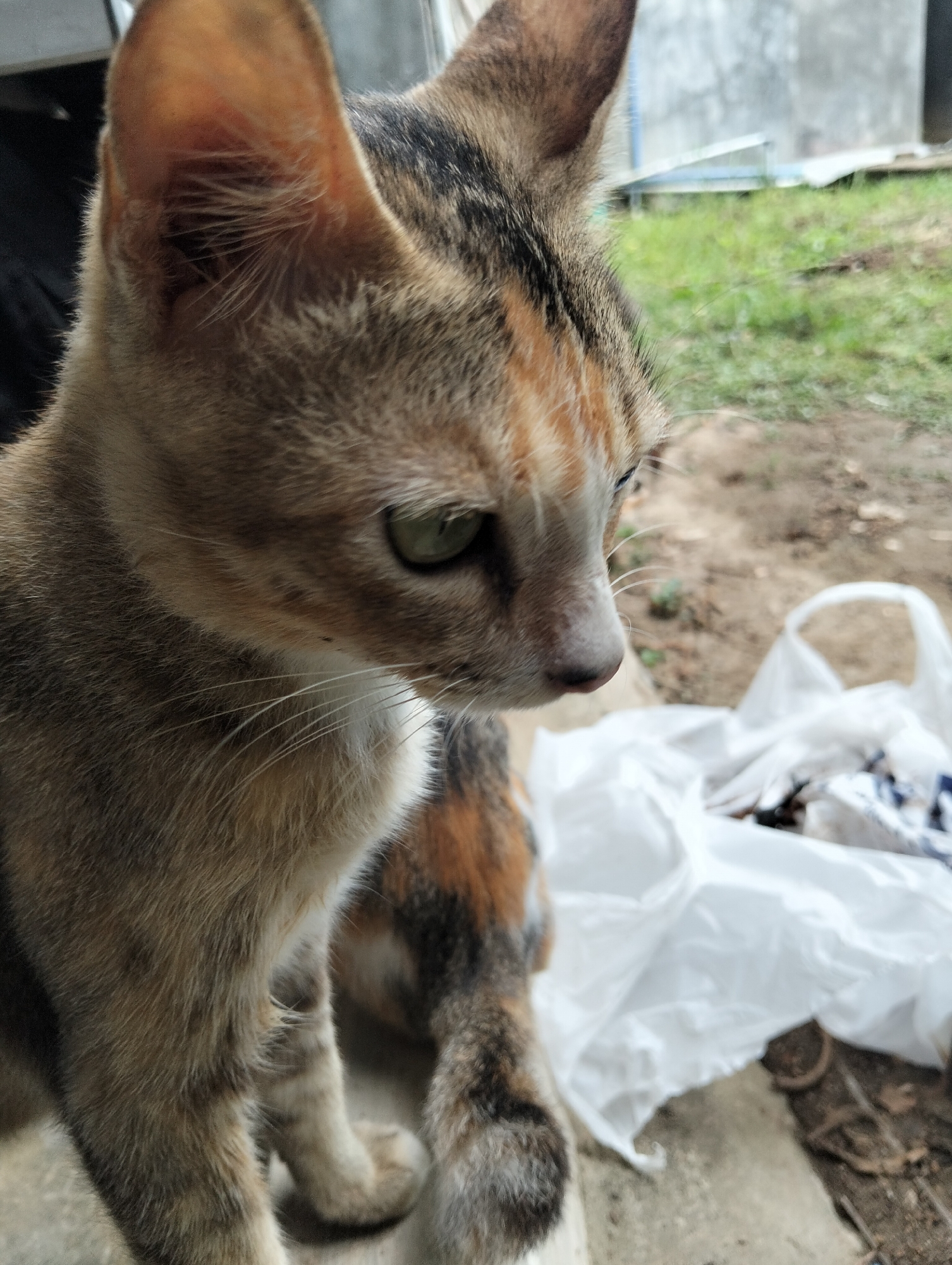 A close-up, eye-level shot shows a calico cat in Payagaboh, Indonesia. The cat is facing to the right, with its head angled slightly downwards. Its fur is a mix of tan, orange, black, and white. The cat's green eyes are partially visible. The background is blurred, showing a grassy area with some dirt and debris, as well as a white plastic bag. The overall lighting suggests an outdoor, daytime setting.