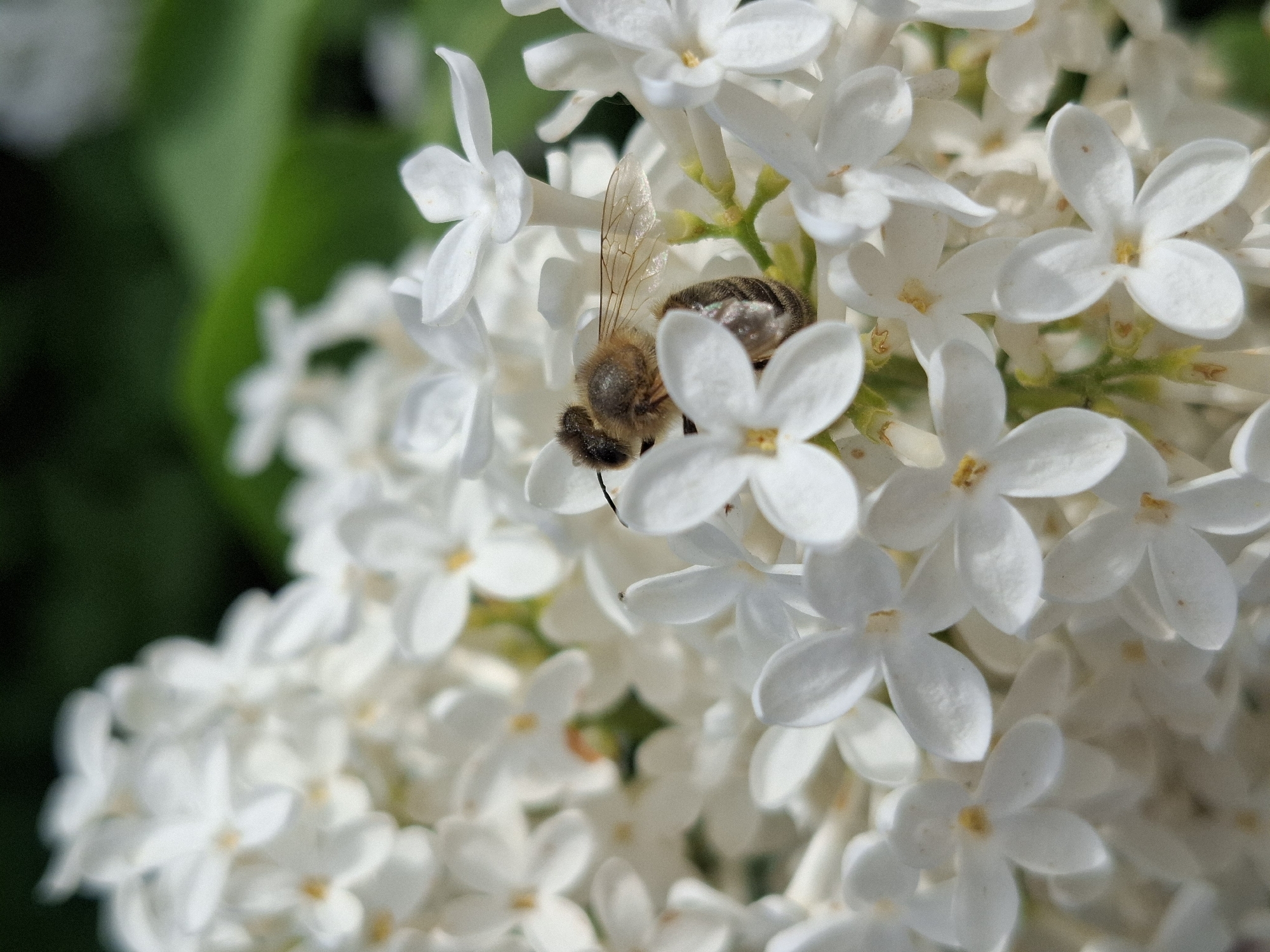 A bee is seen in close proximity to white flowers. The setting may be a garden or park in the city of Chaikovsky, Russia.