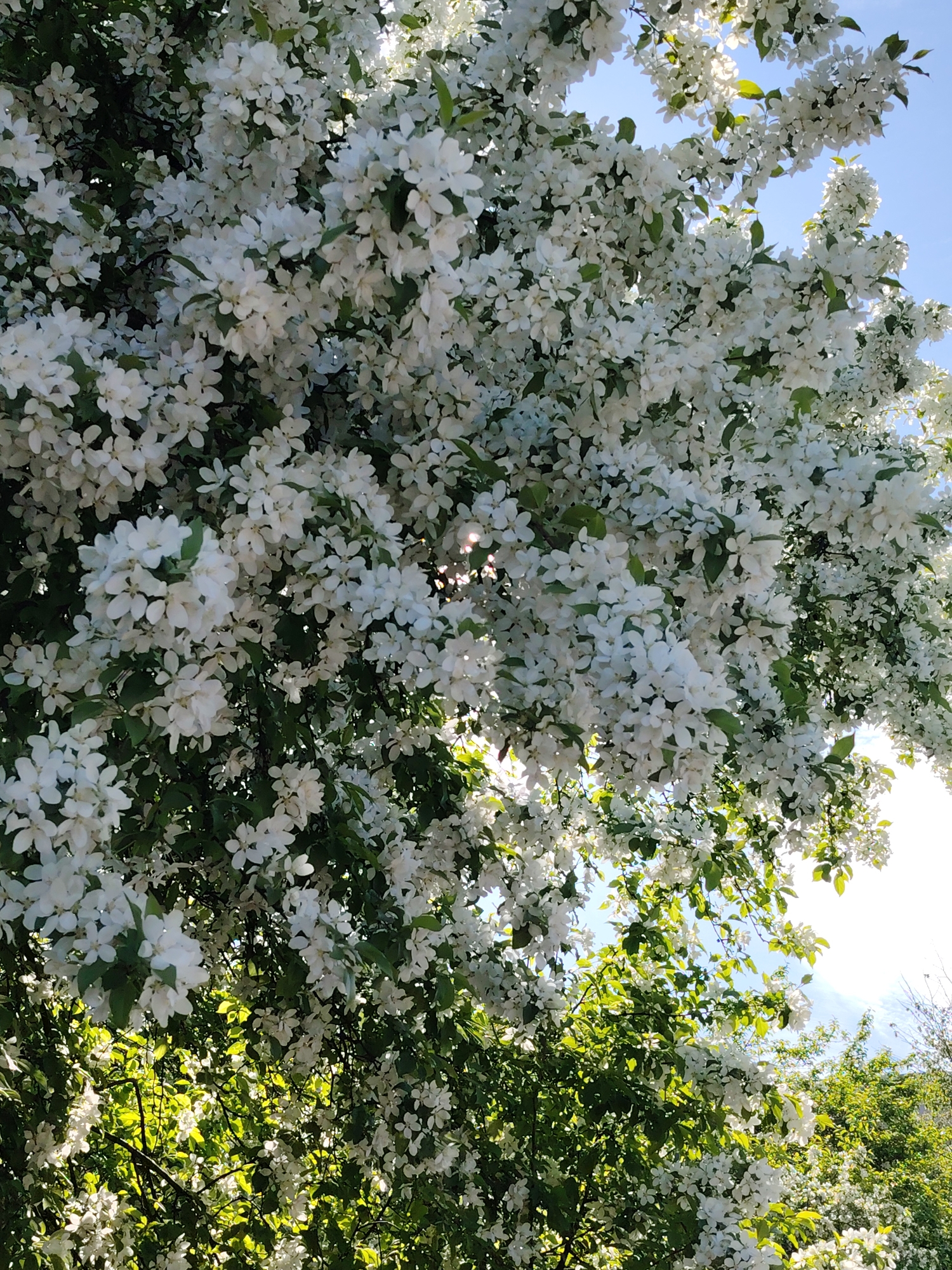 The image shows a tree with dense white blossoms in the city of Chaikovsky, Russia. The blossoms are clustered together, with green leaves interspersed among them. The sky is visible in the background, with patches of blue showing through the branches. Some sunlight filters through the canopy, creating bright spots. The lower portion of the image shows more green foliage, possibly from other trees or bushes.