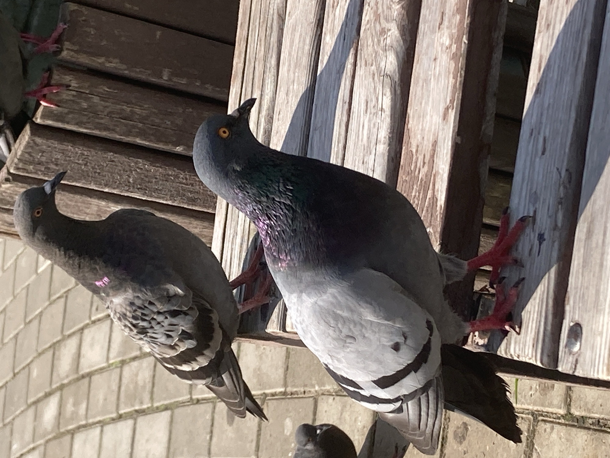 In Марковский, Russia, two pigeons are perched on a weathered wooden bench. The pigeon in the foreground, facing right, displays iridescent green and purple plumage around its neck and a bright orange eye. Its feet are a vibrant red, gripping the wooden slats. The second pigeon, positioned behind and to the left, is facing left and has a gray head with a pink marker on its chest. Its plumage is a mix of grays and darker shades, with lighter gray wing bars. The bench is made of rough, aged wooden planks, casting shadows in the sunlight. The background shows a patterned paved area and more of the wooden bench structure.