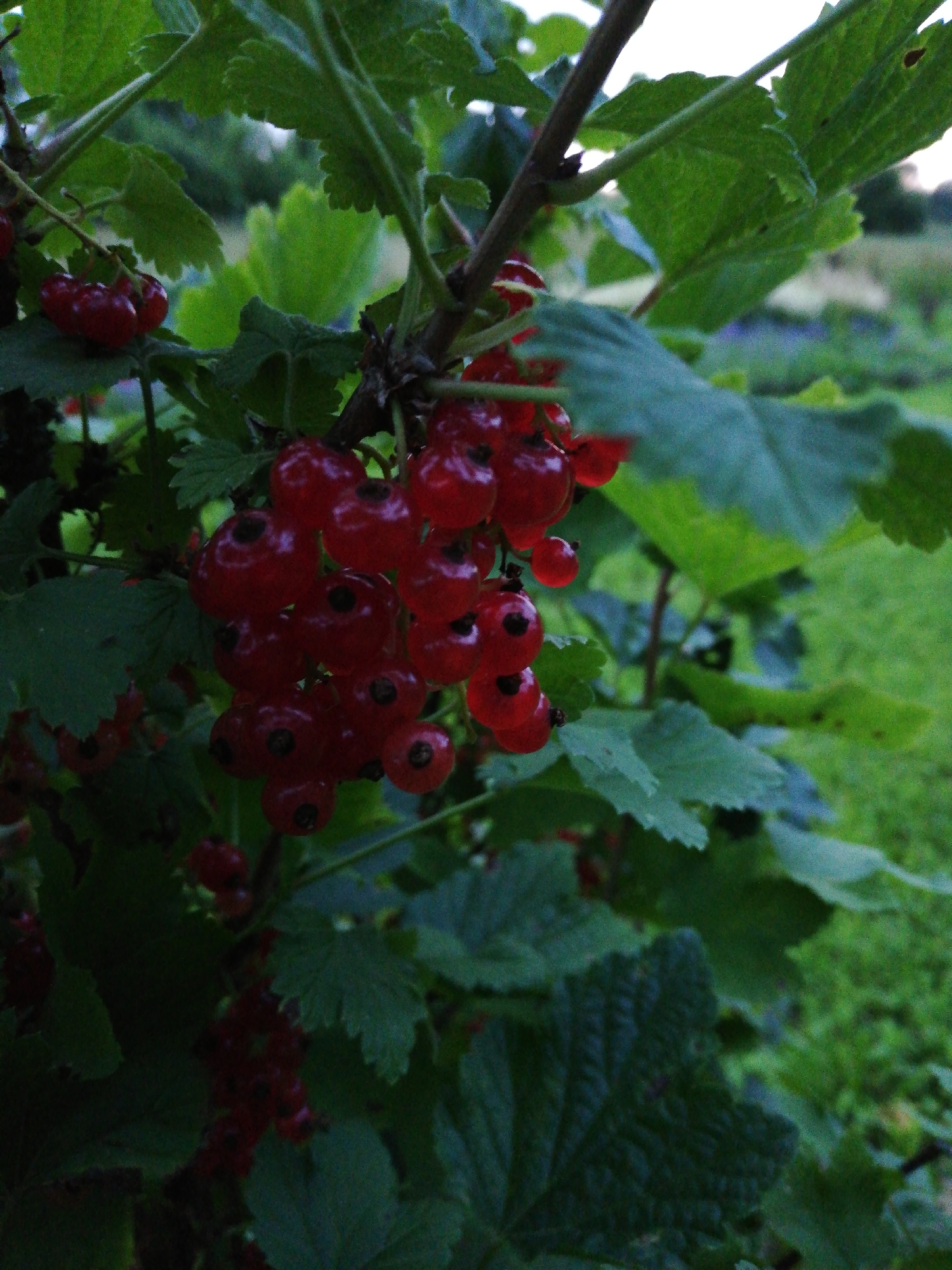 A close-up, medium shot captures a cluster of bright red currants hanging from a bush, their dark green, veined leaves framing them. The currants are plump and spherical, some showing small, dark blemishes at their tips. The bush appears to be growing in an outdoor environment, with blurred green foliage and a hint of a brighter sky in the upper right corner, suggesting it is likely daytime. The background is out of focus, showing a soft blur of green, indicative of a garden or natural setting. The image is taken from a slightly low angle, looking up towards the berries. The overall impression is one of natural abundance.