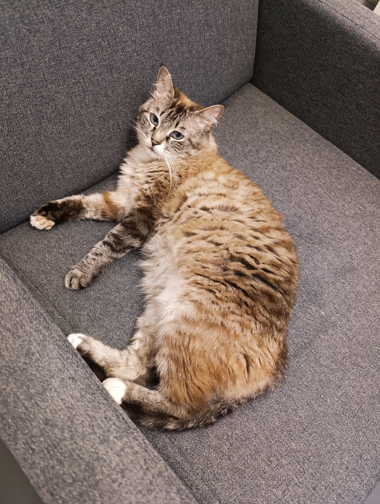 A lynx point Siamese cat with blue eyes is lying on a grey fabric armchair. The cat's fur is a mixture of cream, tan, and brown tabby markings. Its paws are white, and its tail is visible. The cat is positioned on its side, with its head turned towards the camera. The armchair is upholstered in a textured grey fabric. The lighting in the image is soft and diffused. The scene appears to be indoors, in a residential setting. There are no other people or animals visible in the image. The background is out of focus, but appears to be a continuation of the armchair and possibly a wall.
