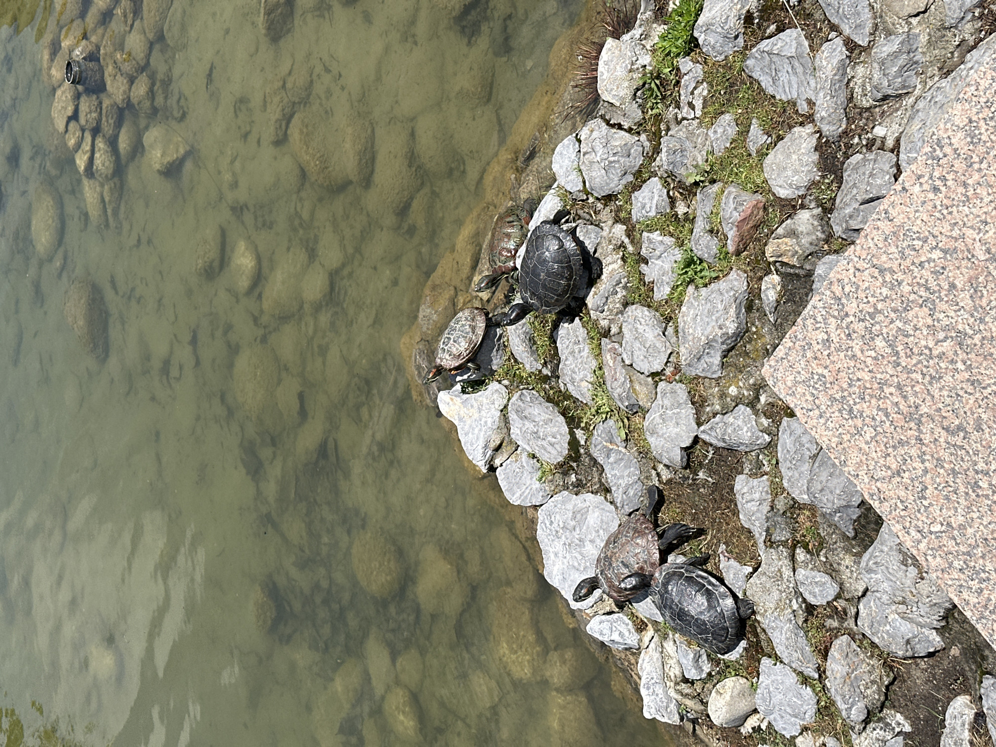 This vertical, high-angle shot captures a tranquil scene of turtles basking by a body of water, likely a pond or lake, in Sofia, Bulgaria. The image is diagonally divided, with the left portion showing the murky green-brown water, revealing submerged rocks on the bottom. A small, dark cylindrical object, possibly debris, rests on rocks underwater in the upper left, along with a thin, dark line.
The right portion features a rocky embankment with numerous irregularly shaped grey stones and sparse patches of green grass. At least seven turtles of varying sizes are visible on these rocks. Their carapaces range from dark black to reddish-brown patterns. Most turtles are out of the water, with heads and limbs extended, seemingly basking in the sunlight. One smaller turtle is partially submerged near the water's edge.
The bright, clear lighting suggests a sunny day, likely morning or afternoon, casting visible shadows and illuminating the textures of the rocks. In the upper right corner, a section of a smooth, reddish-brown granite surface is visible, hinting at a nearby man-made structure, possibly a walkway or a decorative element within a park or landscaped area. No people or visible text are present in the image. The overall scene evokes a sense of peaceful nature.