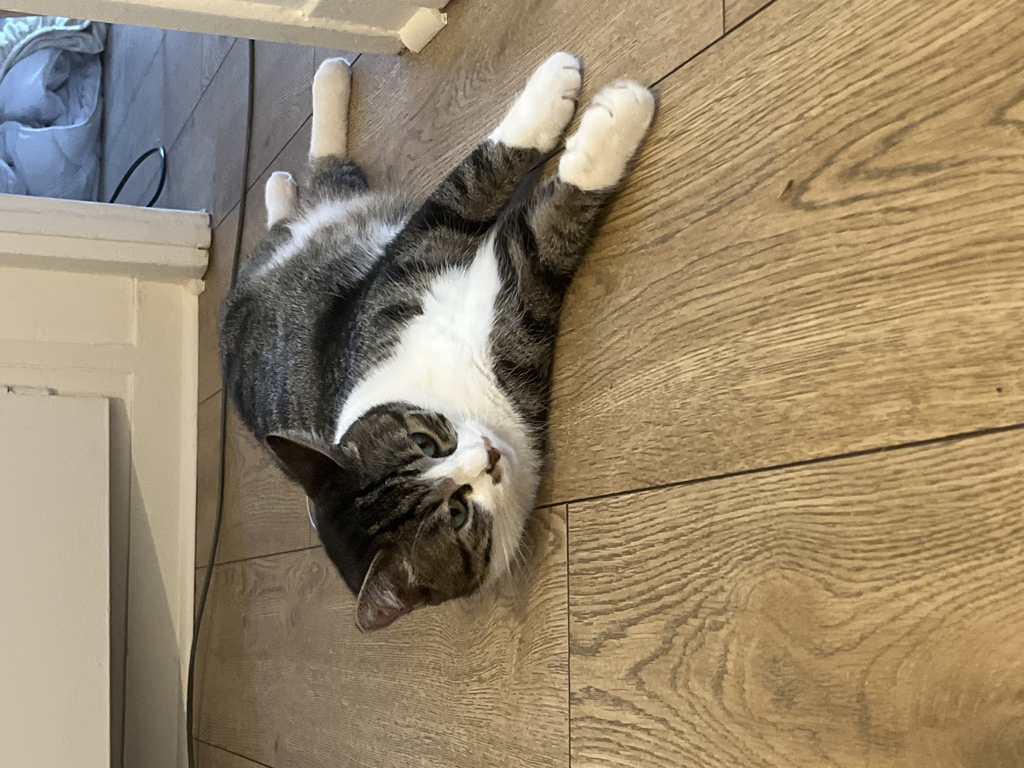 A grey and white tabby cat is lying on its side on a light brown wood-grain laminate floor. The cat's head is turned towards the left of the frame, and its eyes are open and looking forward. The cat's body is stretched out, with its front paws extended and its hind legs bent. The background of the image shows a white baseboard and a doorway leading to another room. There are no people or other animals visible in the image.
