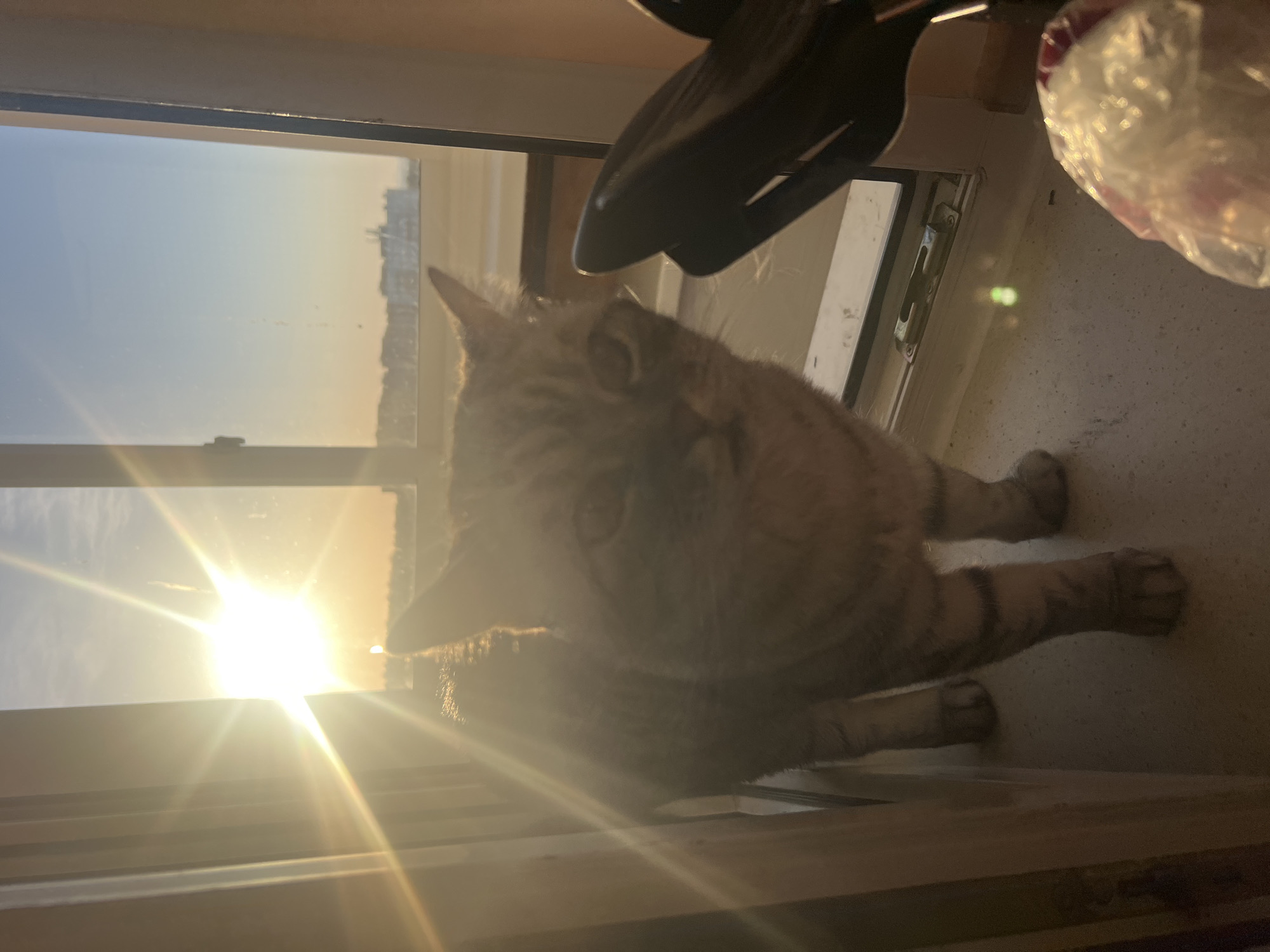 A tan tabby cat stands on a window sill, partially obscuring a view of Chaikovsky, Russia, visible through the window. The sun shines brightly through the window, creating lens flare. A black object, possibly a bicycle seat, hangs above the cat. A plastic bag sits on the sill to the right of the cat.