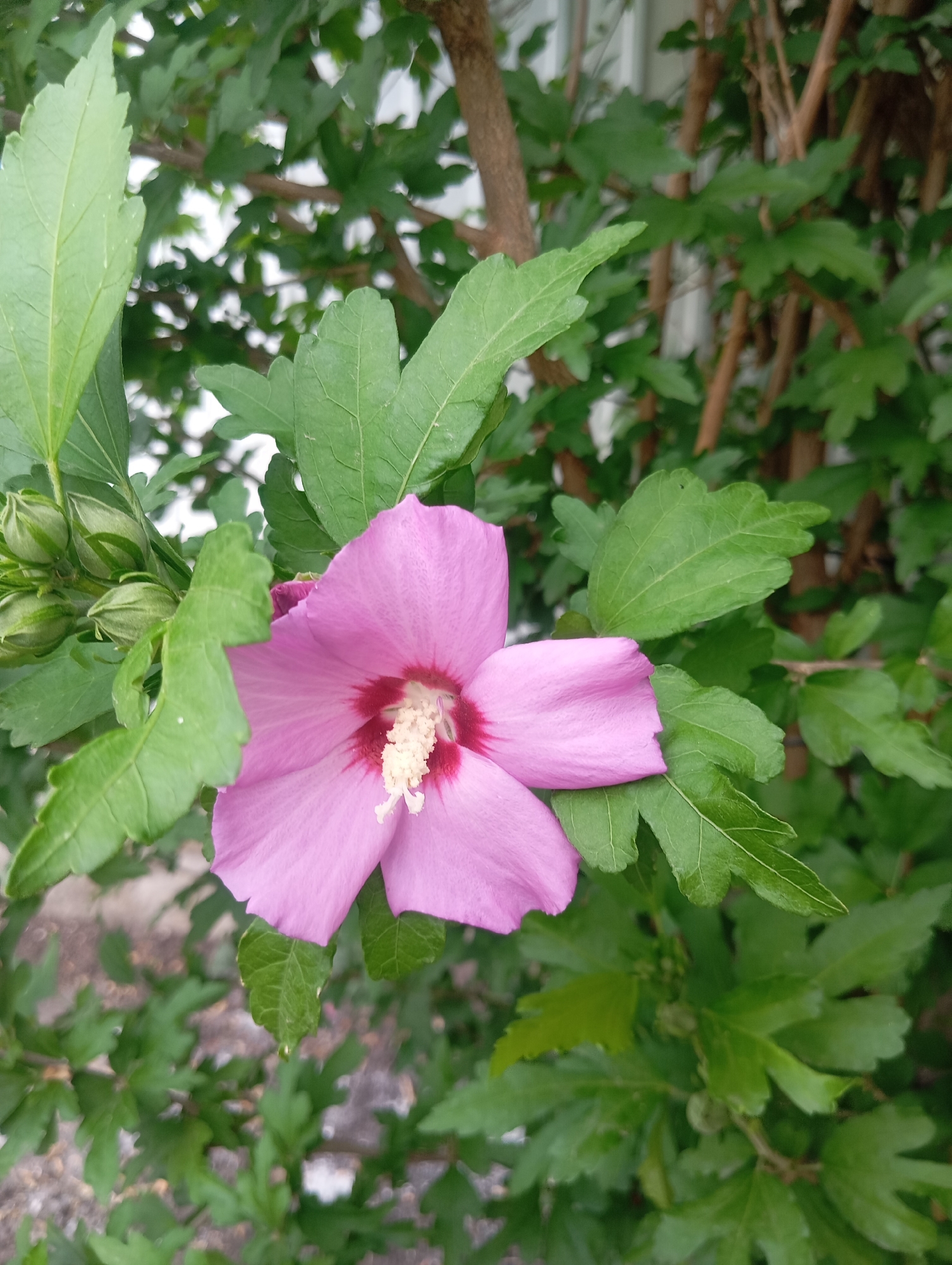 This is a close-up, vertical, eye-level shot of a single, vibrant pink hibiscus flower in bloom. The flower is centrally positioned, facing left, with its petals unfurled. The center of the flower is a darker reddish-pink, with a cluster of cream-colored stamens. The flower is surrounded by lush green foliage, with several unopened flower buds visible to the left. The background is blurred, showing more green leaves and brown branches of a shrub or tree. The lighting suggests it is daytime, possibly overcast, as there are no harsh shadows. The image appears to have been taken outdoors in a natural setting, possibly a garden or park.
The location of this image is a residential area within the city of Pivdennoukrainsk, Ukraine. Specifically, the shot was taken in the courtyard of an apartment building, indicated by the presence of a white building facade in the upper right background. The overall scene depicts a common urban green space, emphasizing the natural beauty of flora within a built environment. There are no people or animals present in the frame, and no specific actions or interactions are depicted. The focus is solely on the detail and texture of the flower and its immediate surroundings.