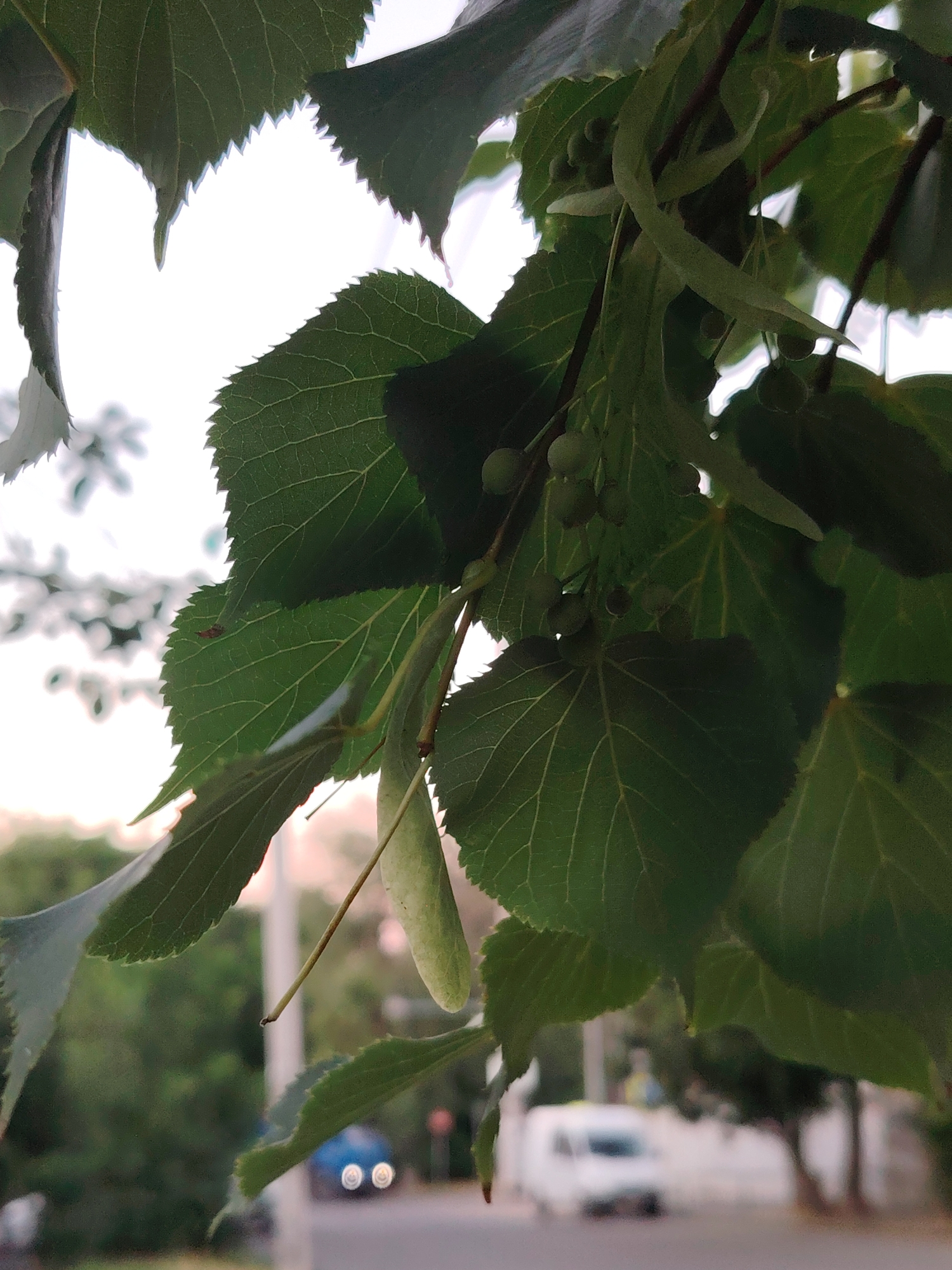 This is a close-up, low-angle photograph of green linden tree leaves and developing fruit against a bright, overcast sky. The leaves are heart-shaped with serrated edges, and their prominent veins are visible. Several small, round, green fruits, possibly linden seeds or developing flowers, are clustered on thin stems. A long, slender, leaf-like bract, characteristic of linden trees, hangs prominently in the center of the frame.
In the blurred background, a street scene is visible. A bright blue car with its headlights illuminated is partially seen on the left. Further to the right, a white van is parked or moving. The overall impression is of a warm, possibly humid day, likely late spring or early summer given the developing fruit. The soft lighting suggests it might be late afternoon or early morning, with the sky acting as a large, diffused light source. The setting appears to be an urban or suburban environment, with hints of buildings and trees in the distance. No text is visible in the image. The focus is entirely on the botanical details of the linden tree, creating a naturalistic and somewhat abstract composition.