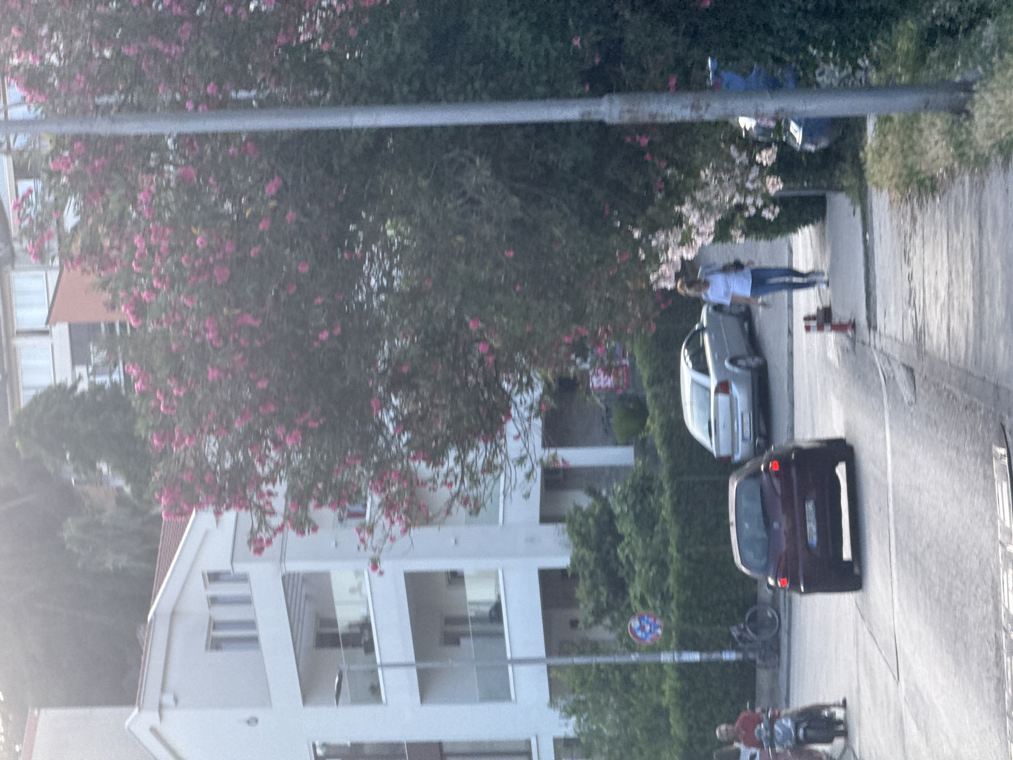 The image depicts a street scene in Budva, Montenegro, likely during daylight hours, possibly late afternoon due to the lighting. A modern, multi-story white building with balconies is visible on the left side of the frame. In the foreground, a reddish-brown car is driving on a paved road. To the right of the car, a woman is walking on a sidewalk next to a tree with pink flowers. A silver sedan is parked on the right side of the street, partially obscured by foliage. Further in the background, a person is riding a scooter, and there are parked bicycles. The environment includes lush green foliage and a lamppost.