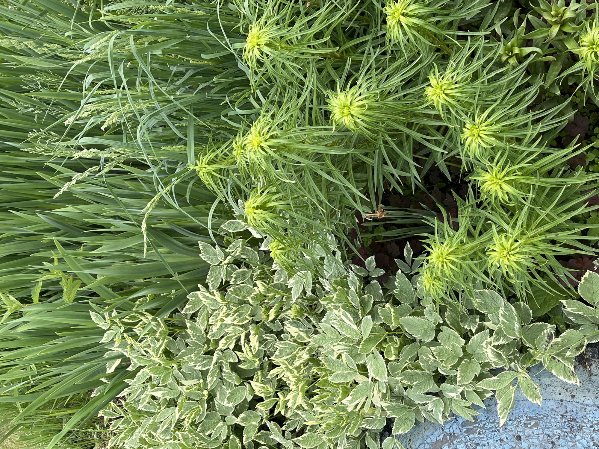The image depicts a close-up view of a garden bed with a variety of green plants. On the left side, there is a patch of variegated ground elder (Aegopodium podagraria 'Variegatum'), characterized by its compound leaves with white and green coloring. To the right of the ground elder, there is a cluster of a plant with feathery, bright green foliage and star-shaped flower heads, likely a species of Euphorbia. Behind these plants, taller green foliage, possibly iris or ornamental grasses, creates a dense background. The lower left corner of the image shows a portion of a weathered, blue painted surface, possibly a border or edge of a planter. The setting appears to be outdoors in a garden environment, likely in the city of Beryozovsky, Russia, given the context. There are no people or animals visible in the image.