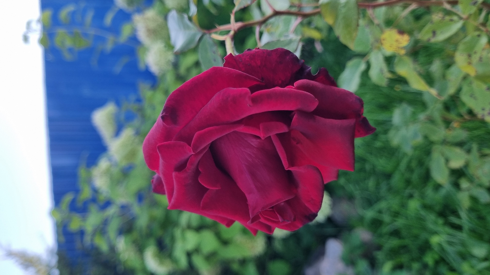 A close-up, vertical shot features a deep red rose in the foreground, its petals velvety and intricately folded. Behind the rose, a blurred background reveals lush green foliage and a bright blue fence. The overall impression is one of natural beauty set against a domestic backdrop, suggesting a garden or yard in a residential area. The lighting is soft, indicating an outdoor setting, likely during the day. No people are visible in the image. This scene is located in the city of Vysokoe, Russia.