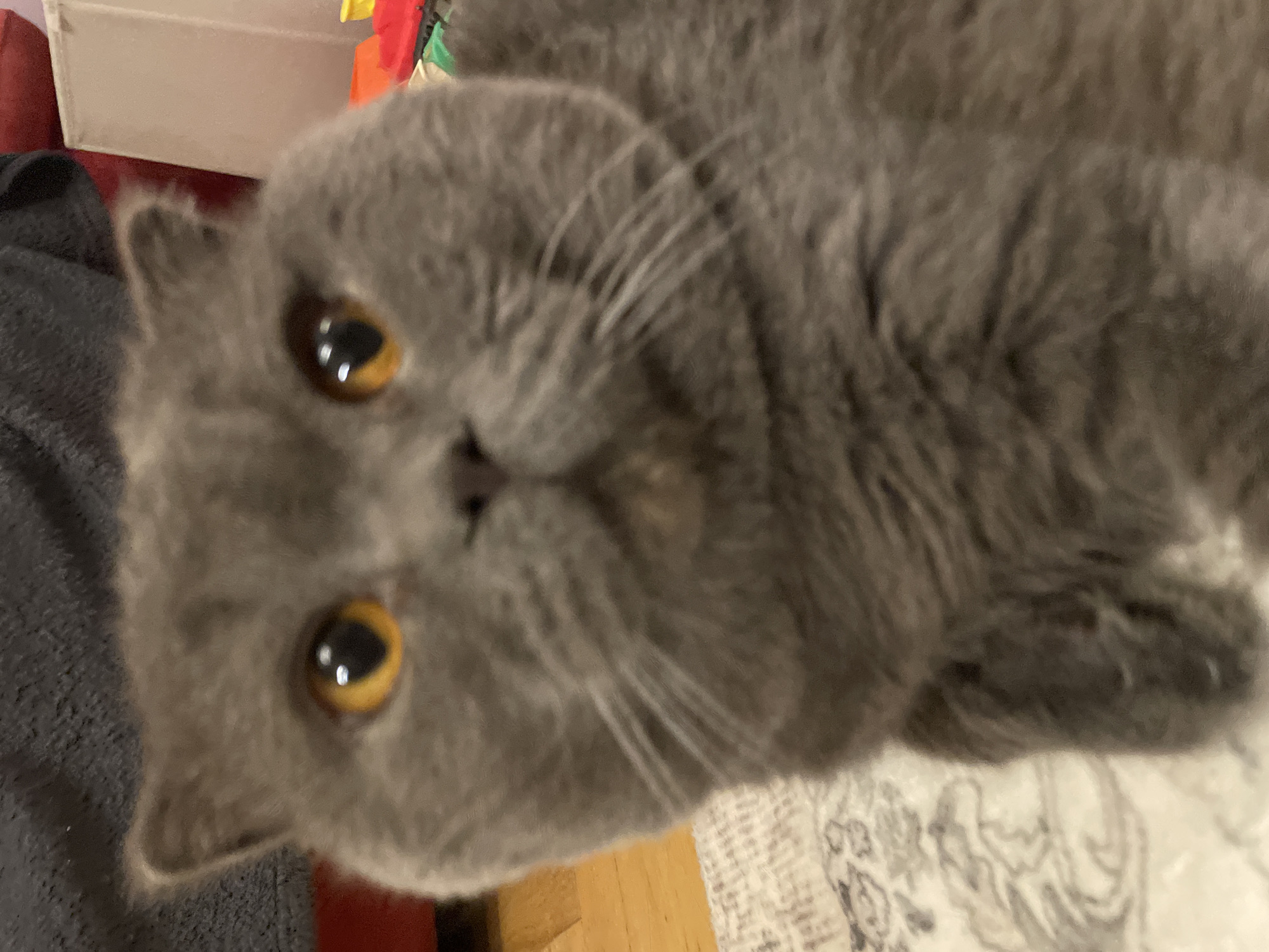 The image is a close-up, blurry shot of a grey British Shorthair cat. The cat's face fills the frame, with its large, orange eyes prominently visible. The cat appears to be looking directly at the camera. The background is out of focus, but suggests an indoor environment with some wooden flooring and a patterned rug. There are also hints of other objects, possibly toys or furniture, in the upper right portion of the image. The overall impression is of a pet at home.