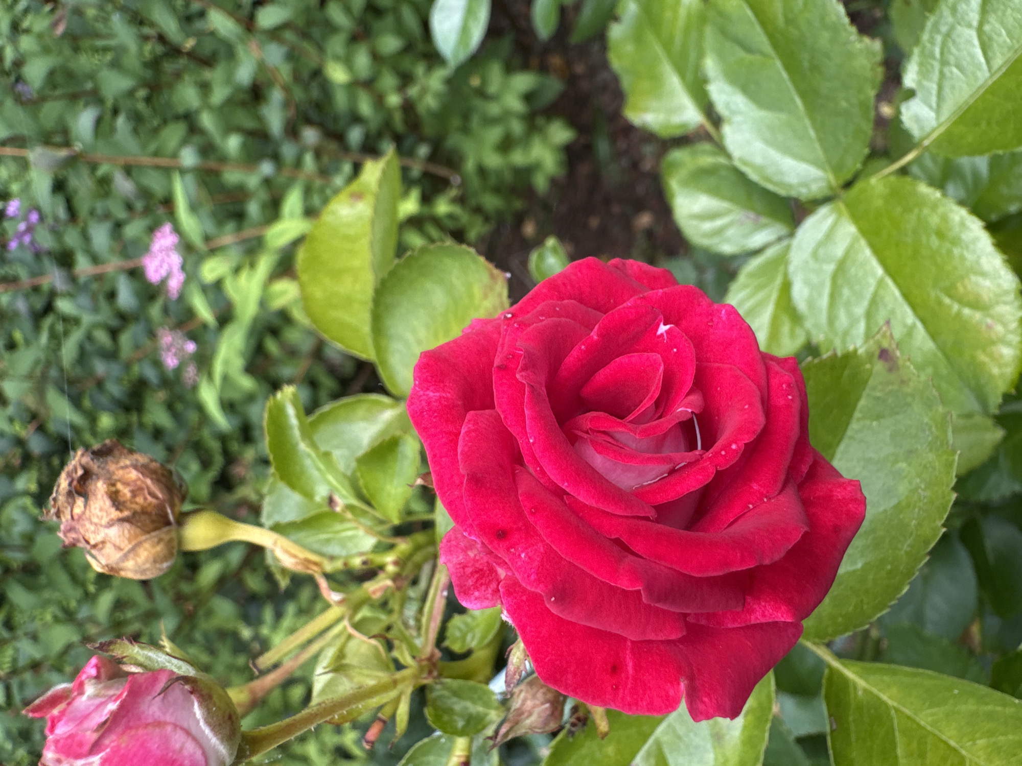 In the foreground, a vibrant red rose with dew drops on its petals is in full bloom. To its left, a partially opened pink rose bud is visible. Above and behind the red rose, a dried, brown rose bud sits on a stem. The background is filled with lush green foliage and small pink flowers, suggesting a garden setting in Родничок-1 Снт, Russia.