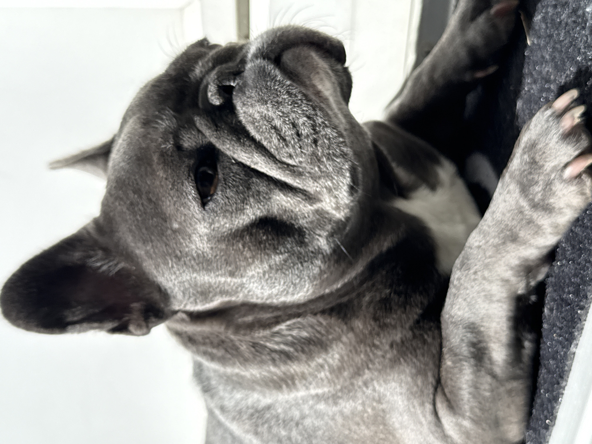 A grey French bulldog lies on a dark textured surface, likely a rug or mat, in an indoor setting. The dog's head is turned to the right, with its face partially obscured by wrinkles. Its eyes are open and looking forward. The background is a plain, light color, possibly a wall or window, and is out of focus. The lighting suggests a bright, possibly natural, light source from the side. There is no indication of the dog's specific location in Bad Sachsa, Germany.