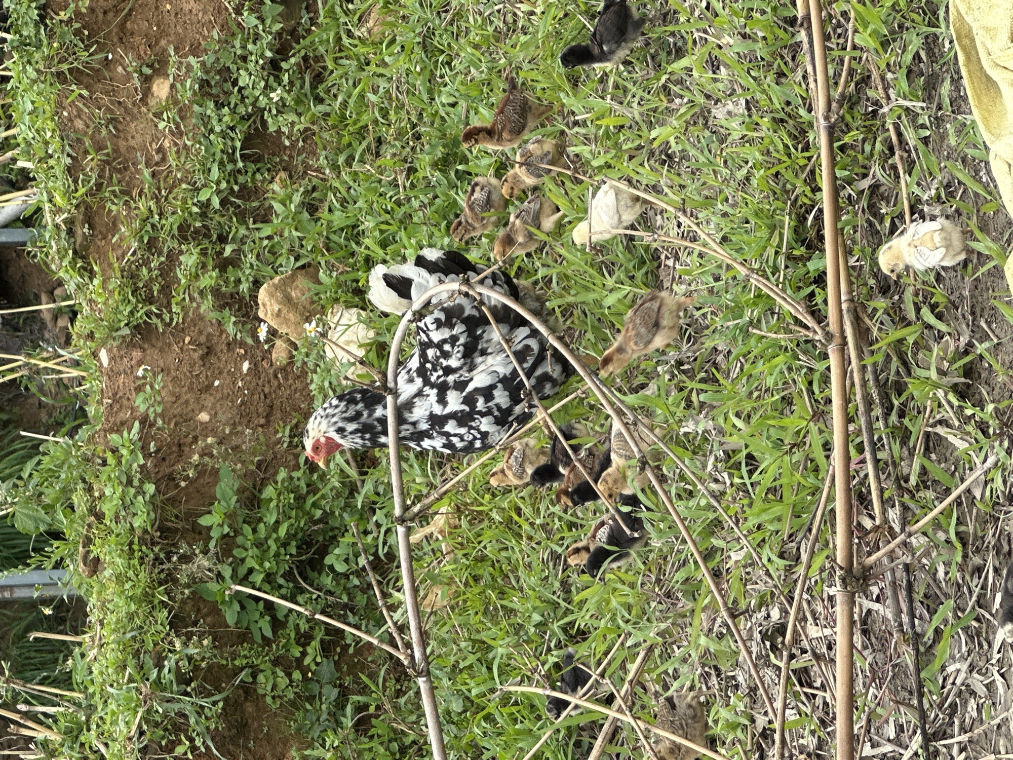 This image captures a black and white mottled hen accompanied by approximately 11 chicks in an outdoor, natural setting within Dế Xu Phình, Vietnam. The hen, centrally located, exhibits distinct black and white patterned plumage, a prominent red comb, and a red wattle. The chicks, a mix of brown, black, and light yellow down, are dispersed around the hen, navigating the ground. The terrain consists of patches of vibrant green grass interspersed with dry leaves and areas of exposed light brown soil. Numerous thin, dry bamboo-like stalks and branches lie horizontally across the foreground and midground. In the background, a steep, reddish-brown dirt bank rises, partially covered by sparse green vegetation and a few small white flowers, with small rocks visible on its surface. Beyond the bank, denser green foliage and additional vertical plant stalks are discernible. A small portion of yellow fabric is visible at the bottom right corner. No human figures are present in the scene.