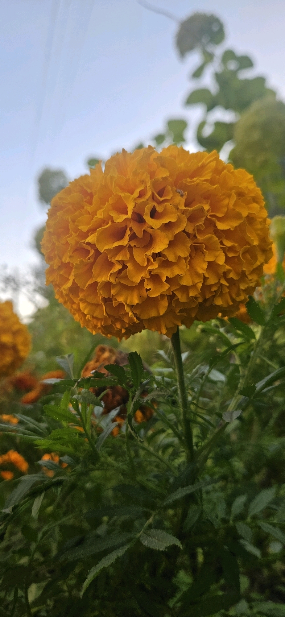 A close-up, vertical shot captures a vibrant orange marigold flower in full bloom. The flower's densely packed petals create a textured, almost spherical shape. The background is softly blurred, showcasing more marigolds and lush green foliage. The sky is a pale blue, suggesting an outdoor setting. A tiny insect is visible on one of the flower's petals. The scene is peaceful and evokes a sense of nature's beauty. There are no people or specific landmarks indicative of Vitsebsk, Belarus.