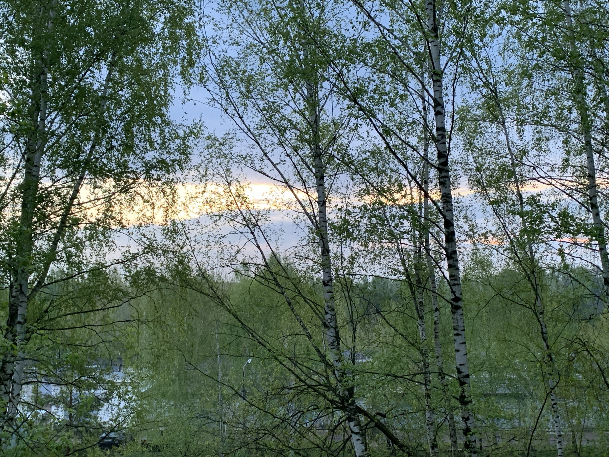 The image shows a view from a window or balcony, possibly from a residential building or hotel in Chaikovsky, Russia. The scene is dominated by a cluster of birch trees, their trunks easily identifiable by their characteristic white bark and dark markings. The trees are in early spring or late fall, as their leaves are sparse and a light green hue.
The horizon is visible through the trees, featuring a sliver of light likely indicating either sunrise or sunset. The sky appears to be a gradient of light blue and white.
The landscape beyond the trees suggests a park-like setting or a forested area. The presence of a body of water can be discerned.
No people, animals, or any explicit human actions are visible in the frame. The scene portrays a quiet, natural environment within or near an urban setting.