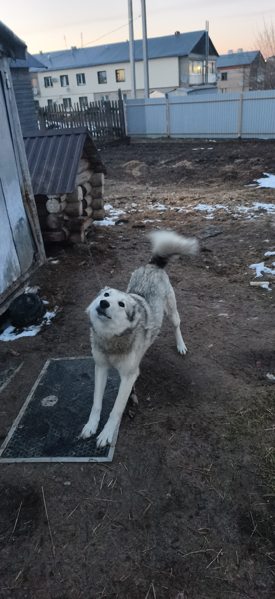 The scene is an outdoor setting in what appears to be a yard or rural area in Фоки, Russia. The ground is predominantly muddy with some patches of snow. A medium-sized, grey and white dog is in the foreground, appearing to be stretching with its front legs extended forward and head tilted upward. It is tethered by a chain. A dog house made of logs is visible in the background to the left, partially obscured by a dark wooden structure. Further in the background, there are residential buildings, one being a two-story structure with multiple windows and a light-colored facade. A grey metal fence runs along the back of the yard. The sky is overcast, suggesting it is either early morning or late evening.