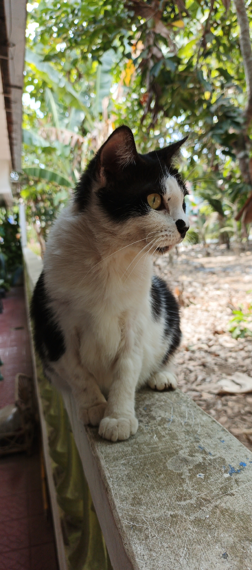 A black and white cat is sitting on a ledge outdoors. The cat is facing to the right, with its body angled slightly towards the viewer. Its fur is predominantly white with black patches on its back, head, and tail. The cat has bright yellow eyes and white whiskers. The ledge appears to be made of concrete and is weathered and textured. Behind the cat, there is lush green foliage and trees, suggesting a tropical or semi-tropical environment. The background is blurred, indicating a shallow depth of field. The lighting suggests it is daytime, with sunlight filtering through the leaves. The location is identified as Moyudan, Indonesia.