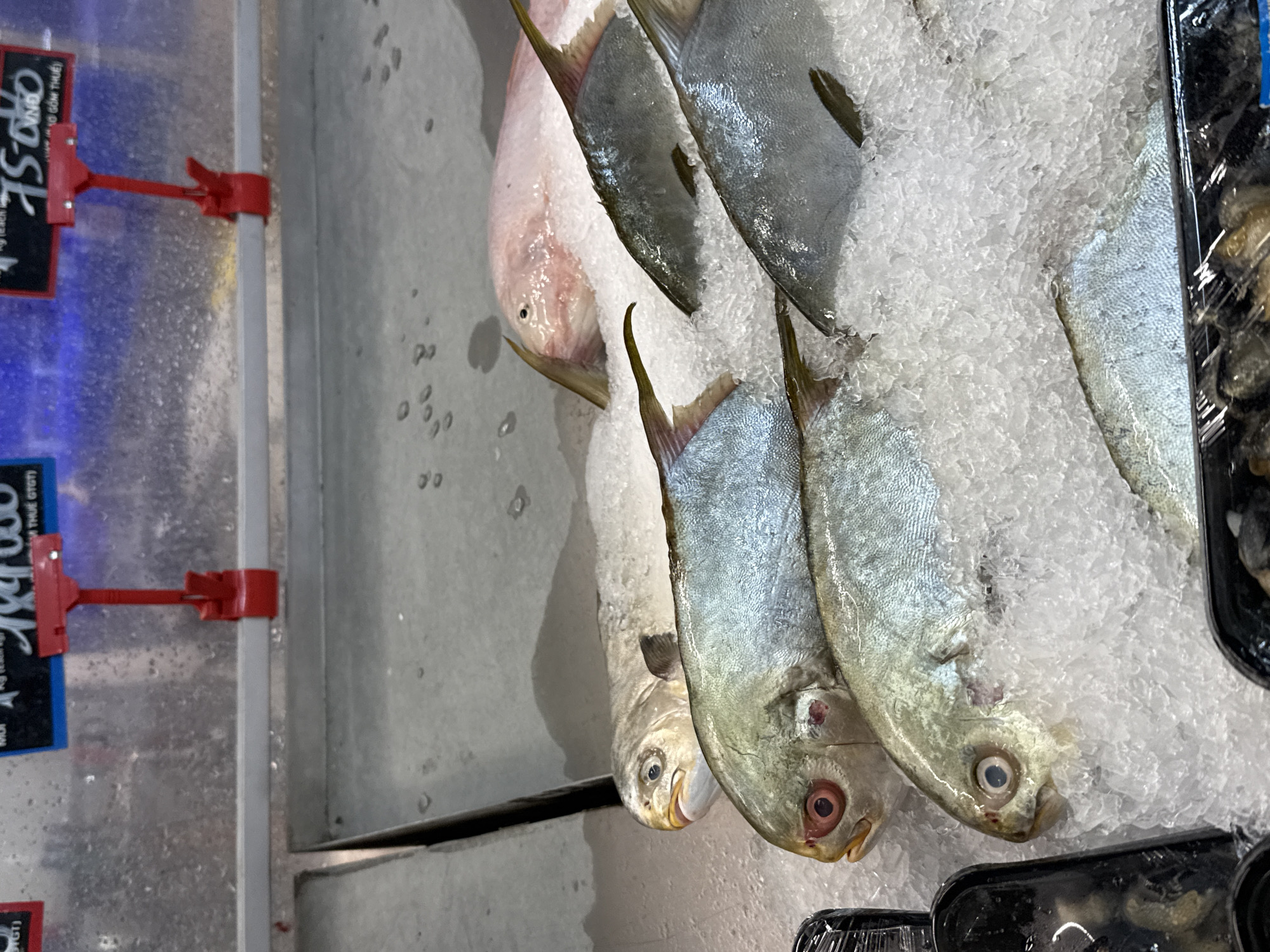 This image shows a display of fish on ice for sale. The location is likely a market or grocery store in Tay Nha Trang Ward, Vietnam, based on the Vietnamese currency and language on the price tag. There are several fish visible, including a pinkish one and others with silver scales. They are lying on a bed of crushed ice, which appears to be a common practice for maintaining freshness in seafood displays. Also the prices are indicated on the blue price tags.