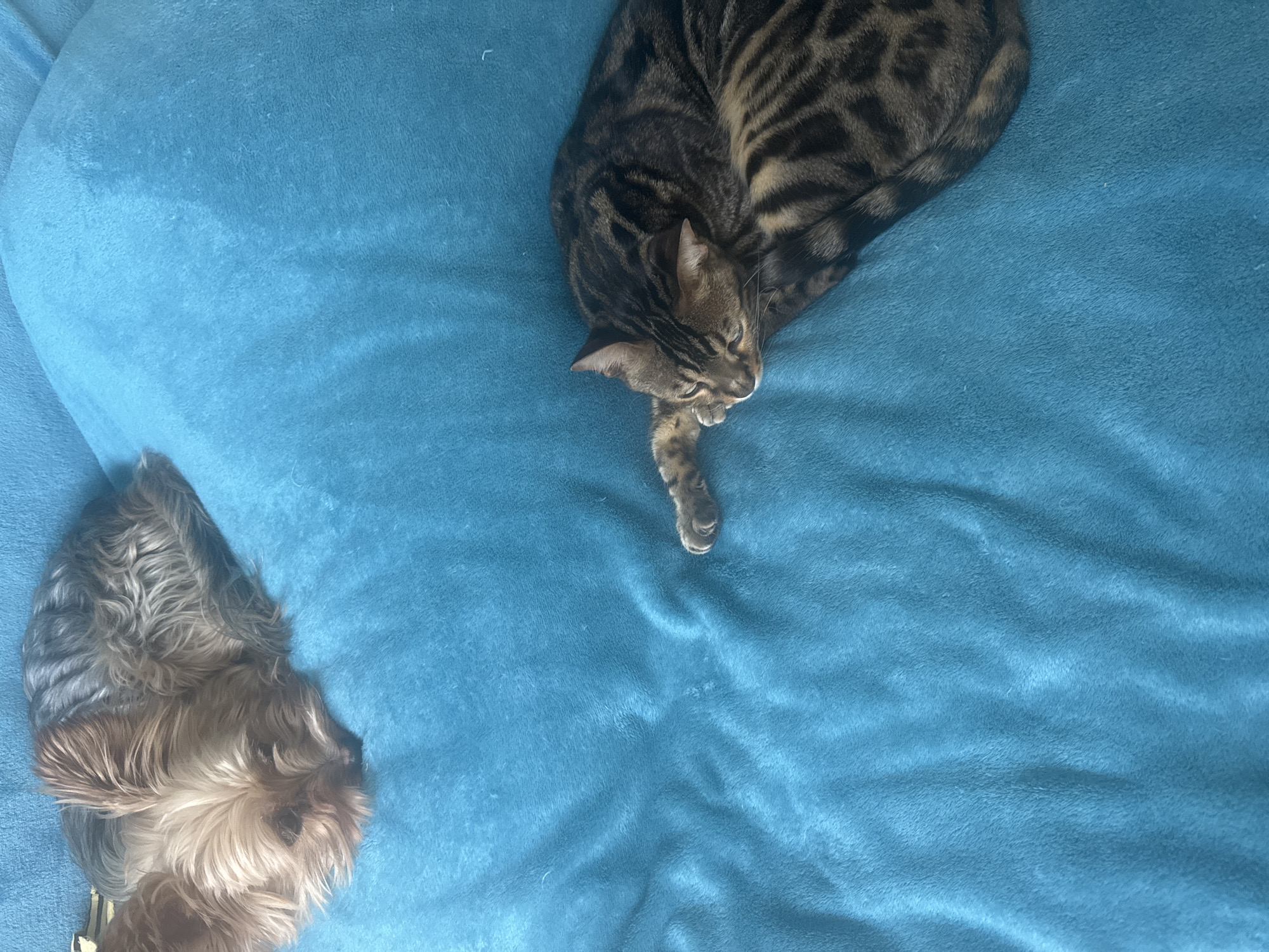The image shows a Yorkshire Terrier and a tabby cat sleeping on a blue blanket. The Yorkshire Terrier is in the upper left corner, curled up with its head down. The tabby cat is in the lower right corner, also curled up and sleeping. The blanket is a soft, plush material with a slightly wrinkled texture. The lighting is soft and natural, suggesting an indoor setting. There are no people or any indications of the specific location within Agios Tychona Community, Cyprus.