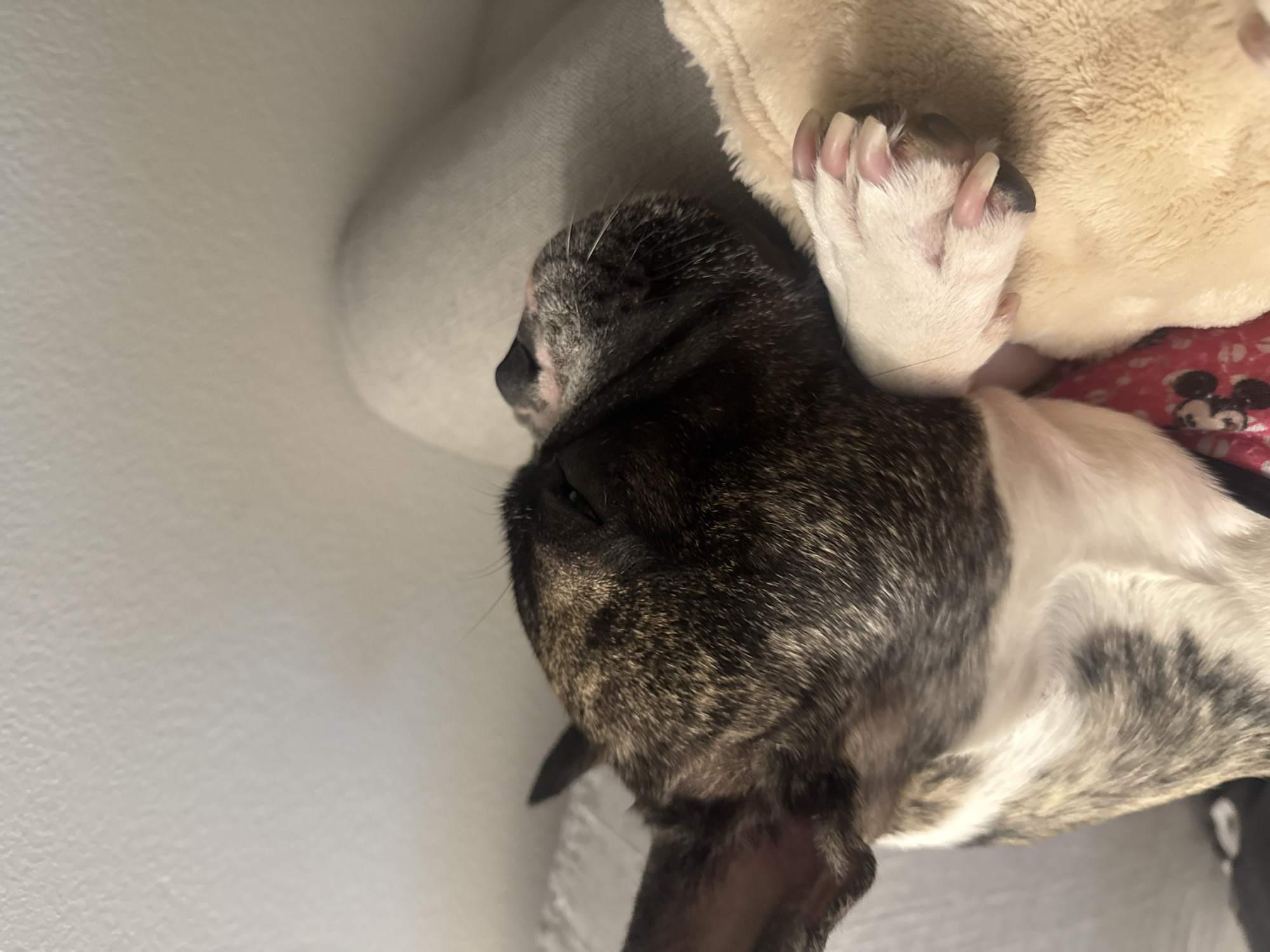 A brindle French Bulldog is asleep on a soft, cream-colored blanket. The dog is lying on its side, with its head resting on the blanket. One of its paws is visible, with its claws extended. The dog's fur is a mix of brown, black, and white. The background is a light gray, textured surface, possibly a wall or furniture. There are no people visible in the image. The scene appears to be indoors, in a domestic setting. No specific location in the city of Iquique, Chile can be determined from the image.